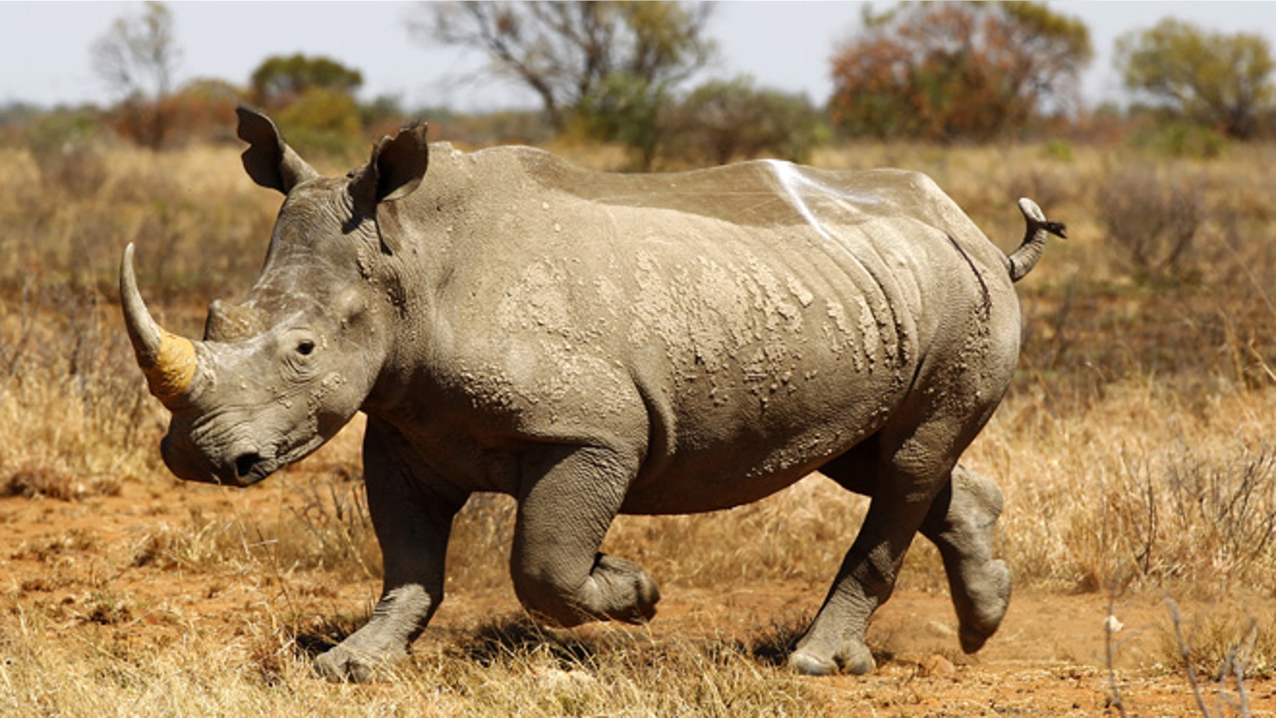 Nov. 12, 2010: An eight year old Rhino walks after being inserted with a GPS device to keep track of its movements and attempts at poaching, at the Mafikeng Game Reserve, in the North West province. Poaching in South Africa has increased this year owing to booming demand and rising prices for rhino horn from increasingly rich Asian markets, where it is used as a medicine.