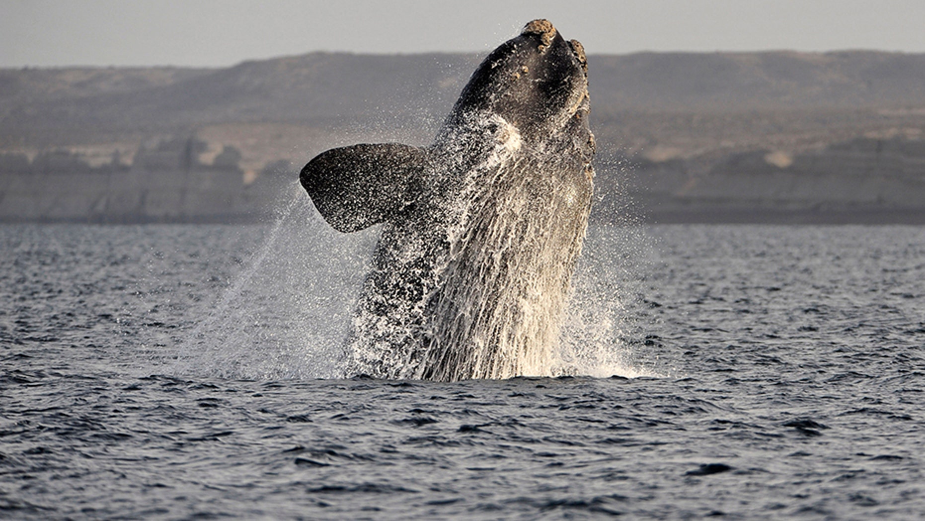 A southern right whale off Argentina in 2011.