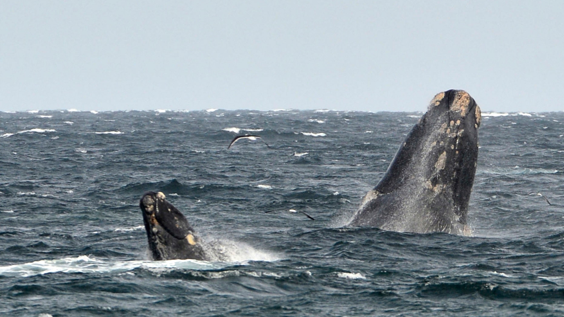 File photo: A young southern right whale (L), known in Spanish as ballena franca austral, swims in the waters of the Atlantic Sea, offshore Golfo Nuevo, next to its mother in Argentina's Patagonian village of Puerto Piramides, September 19, 2014. (REUTERS/Maxi Jonas)