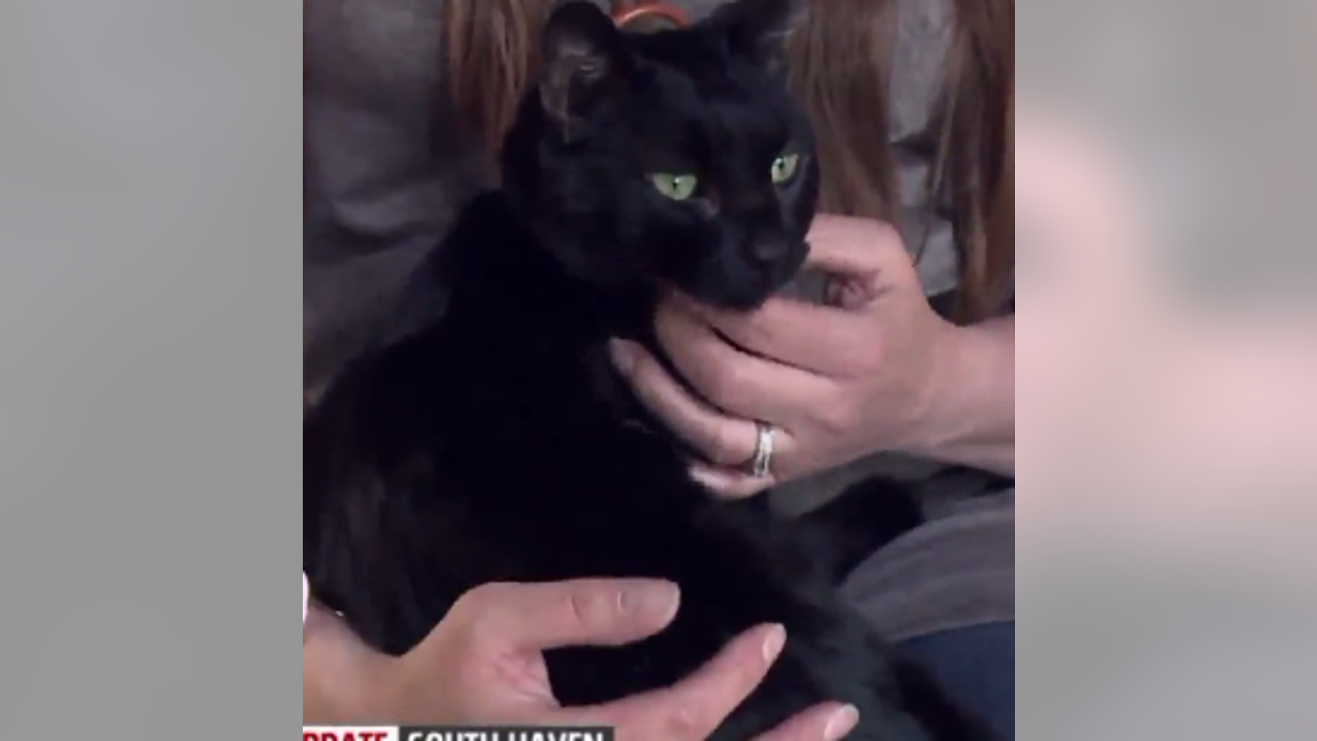 The cat, Ringer, was found underneath the floor of a South Haven, Michigan, home two months after it went on fire.