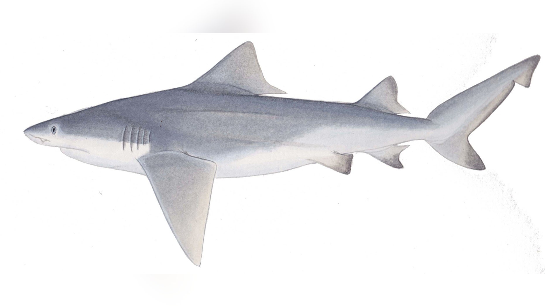 This is an image of the shark Glyphis glyphis which is found in rivers of Asia. (Lindsay Marshall)