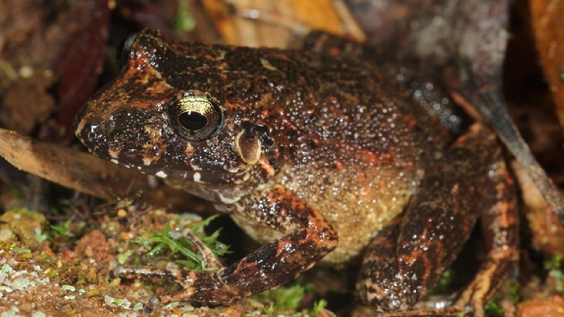 The newly discovered robber frog species in Bolivia's Madidi National Park.