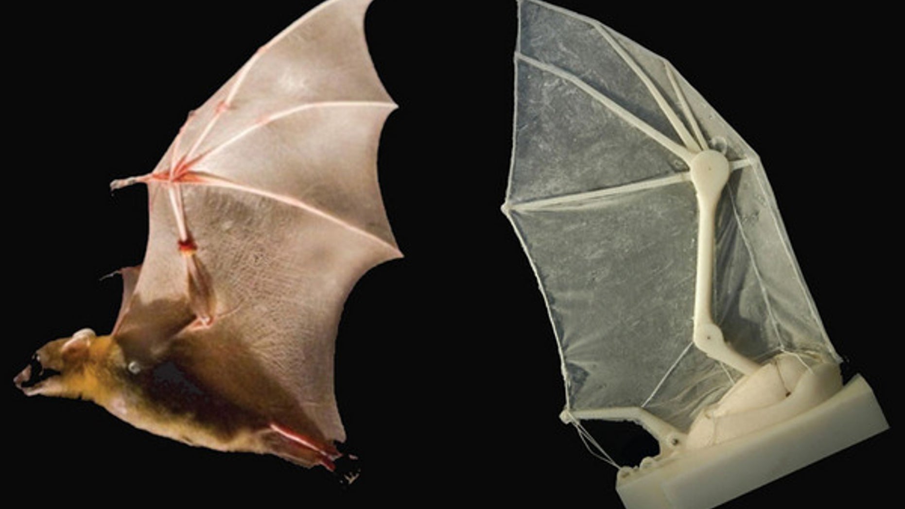 By building a robotic bat wing, scientists have uncovered flight secrets of real bats: the function of ligaments, the elasticity of skin, the structural support of musculature, skeletal flexibility, upstroke, downstroke.