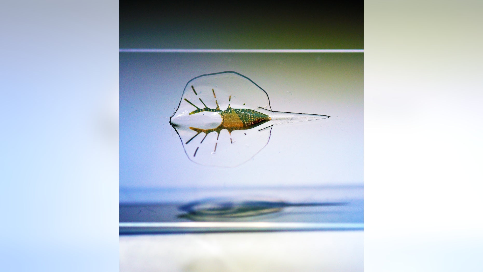 Tissue-engineered soft-robotic stingray .