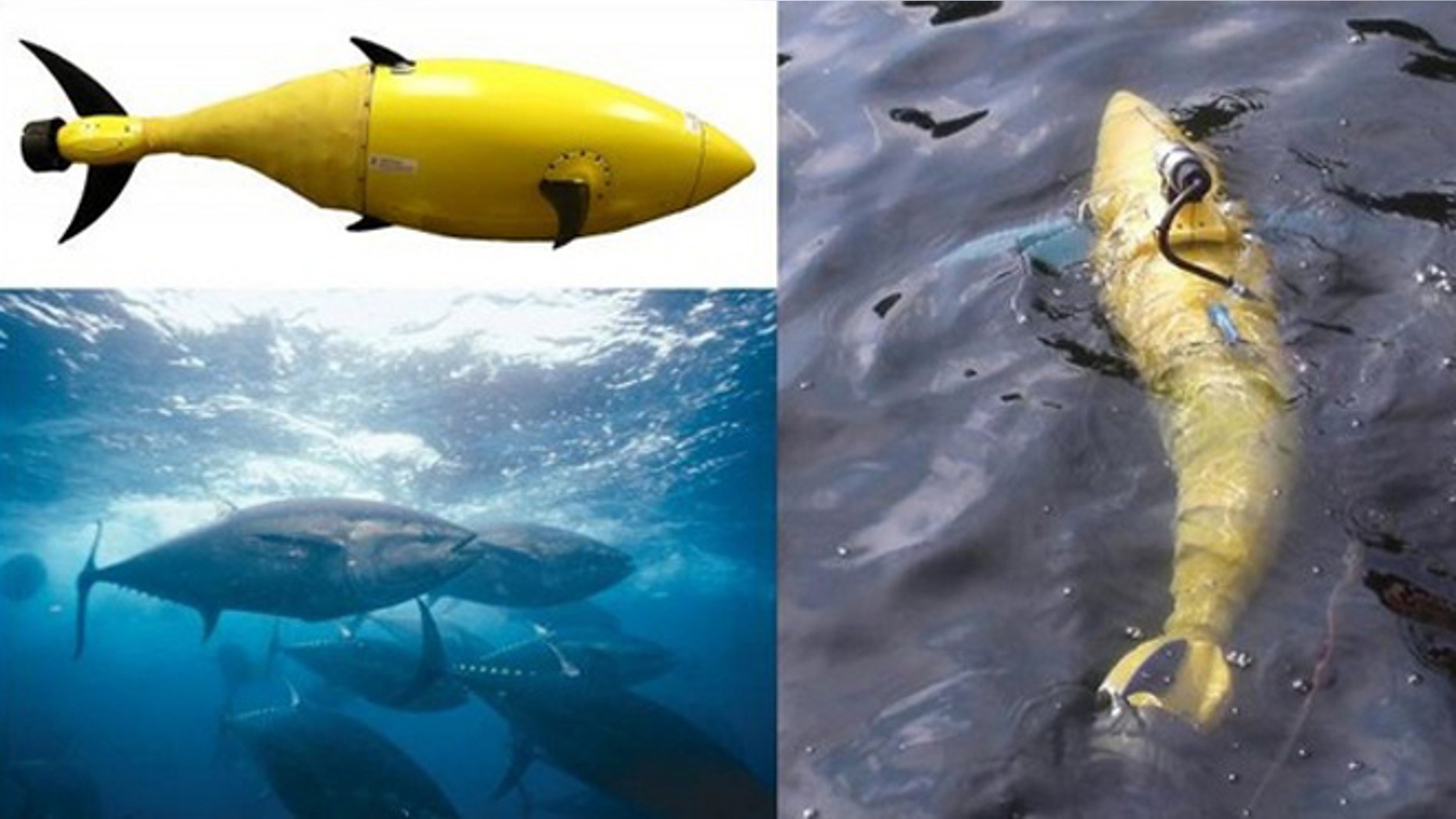 The BIOSwimmer is an underwater robot designed in the shape of a robotic tuna fish for surveillance and patrols.