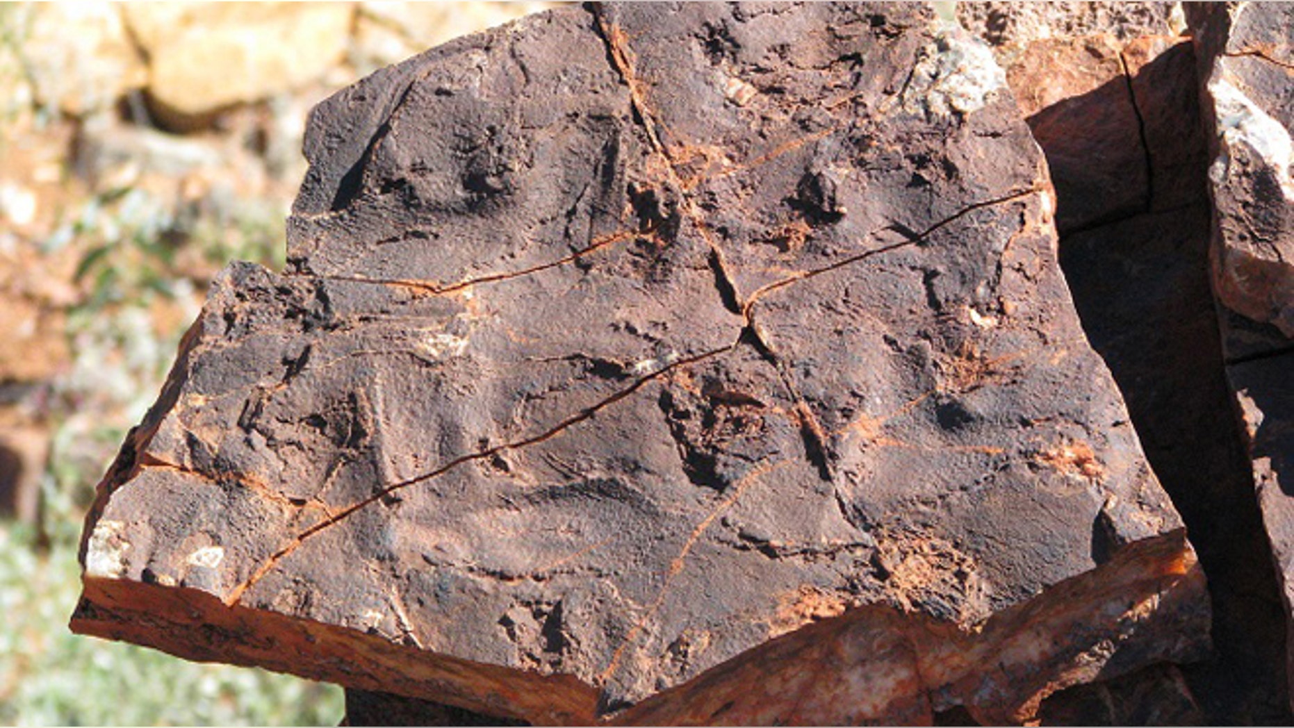 A rock surface displaying polygonal oscillation cracks in the 3.48 billion years old Dresser Formation, Pilbara region, Western Australia.
