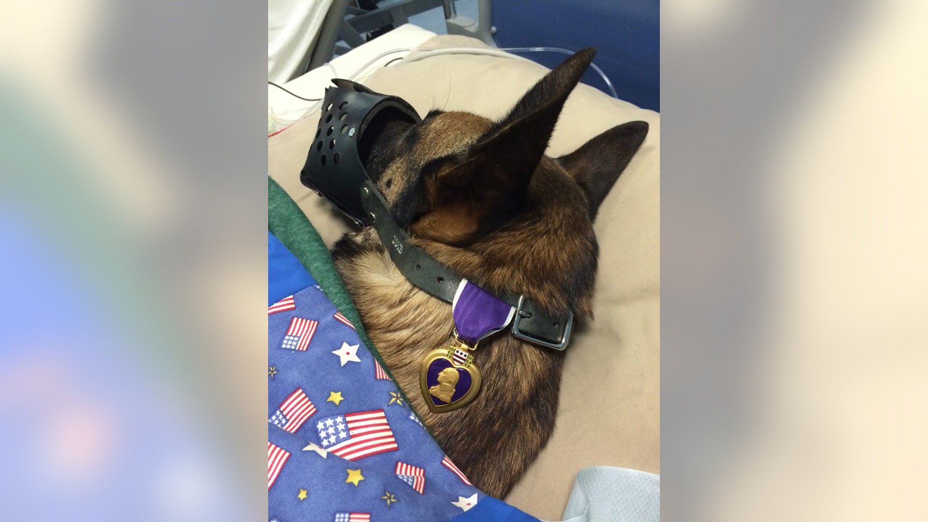 This photograph of military dog Rocky with Purple heard in hospital room has gone viral. (89th Military Police Brigade)