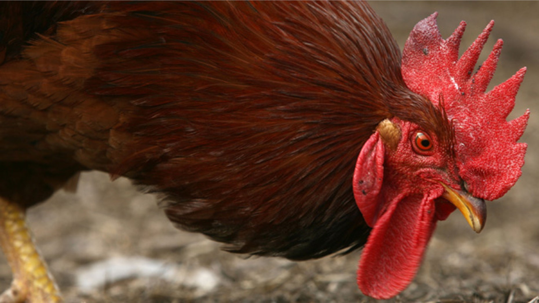 CHONGQING, CHINA - FEBRUARY 2: (CHINA OUT) A rooster finds food at a farm February 2, 2007 in Chongqing Municipality, China. Veterinary workers in China are monitoring domestic animals after Indonesia reported that the avian influenza had been detected in a large number of cats. The discovery has heightened concerns about the virus that experts had thought was only infecting chickens, ducks and other fowl, according to state media. (Photo by China Photos/Getty Images)