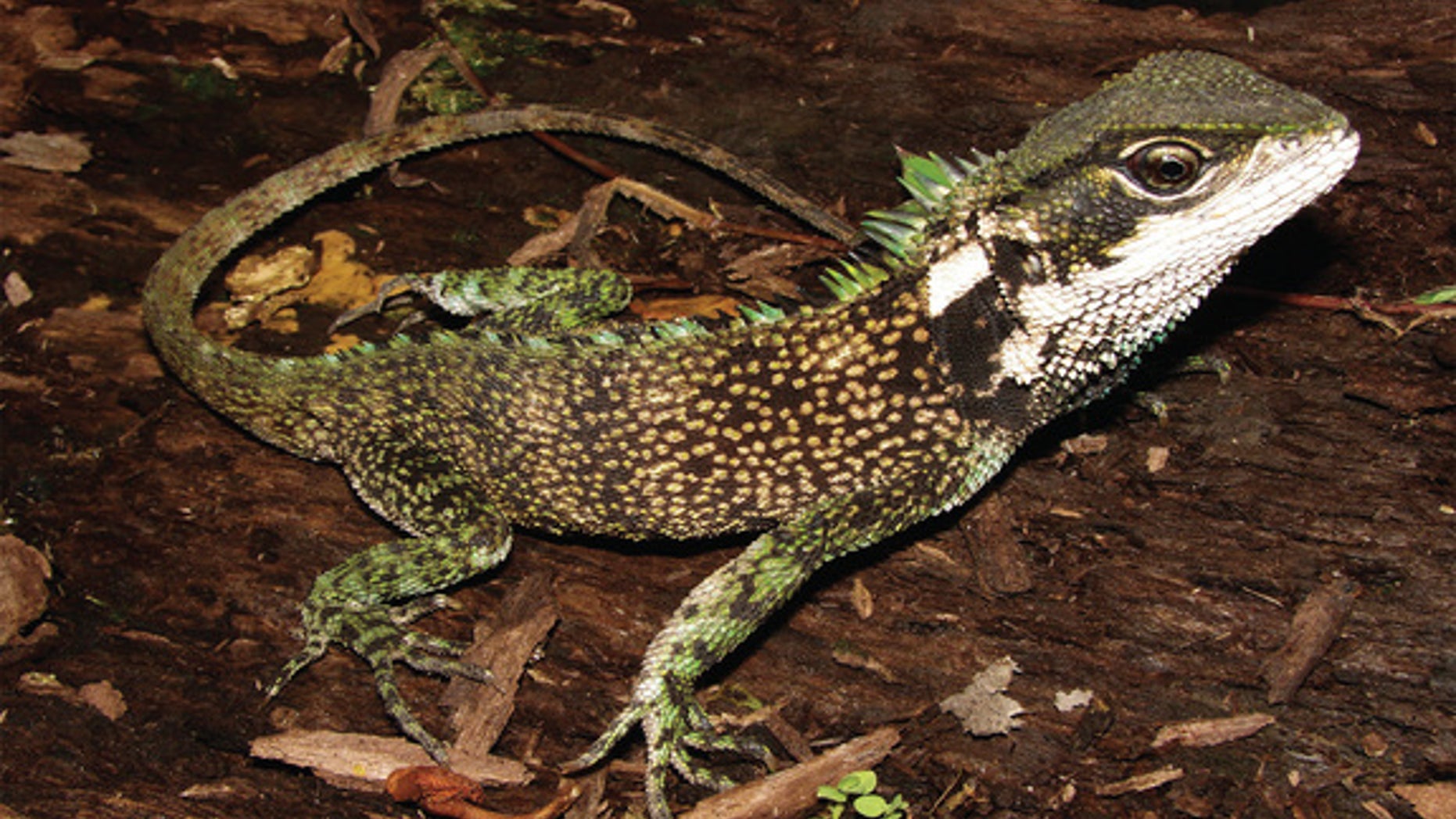 Enyalioides sophiarothschildae, one of three new woodlizard species discovered in the Andes.