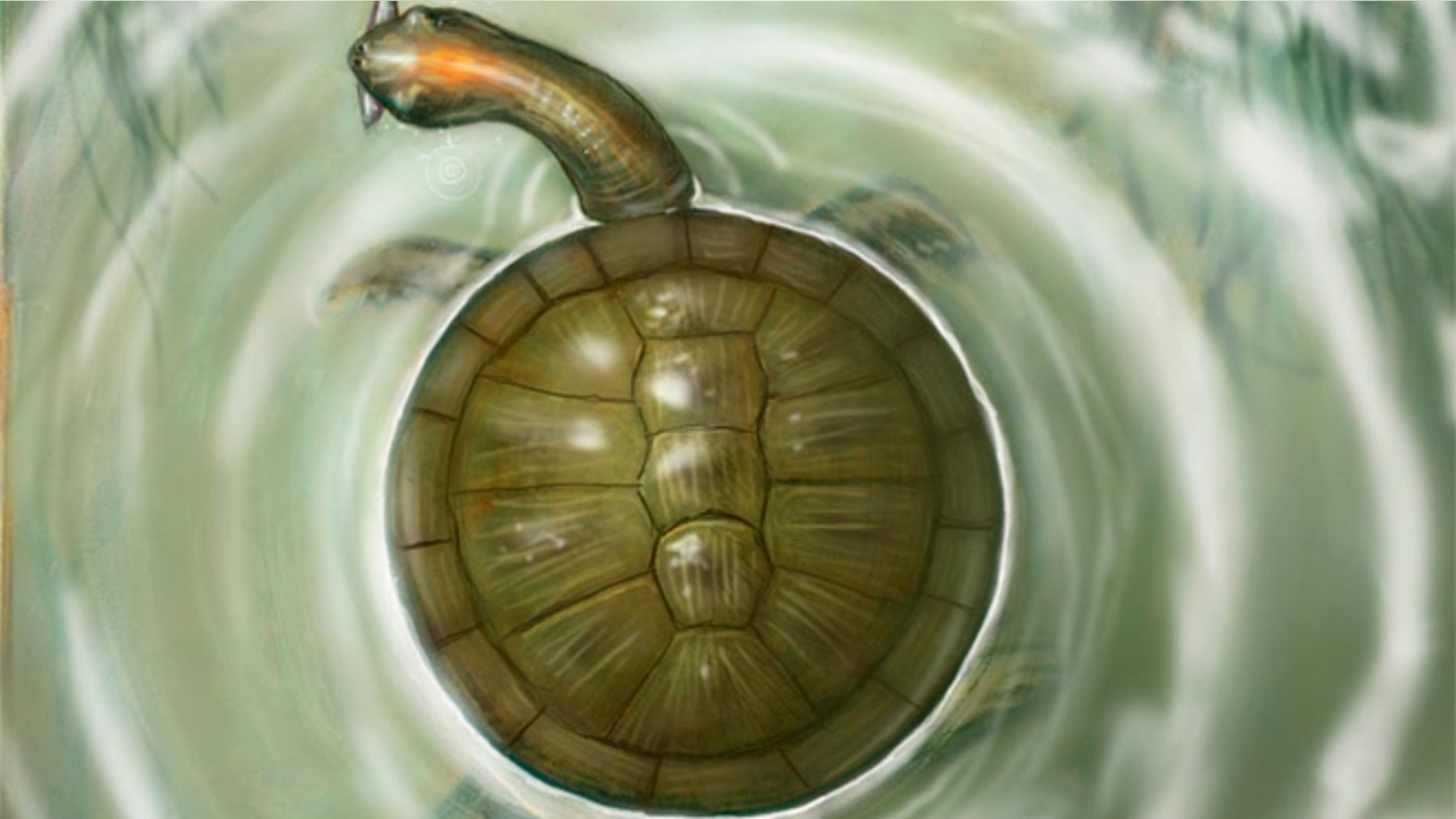 The round shape of a new species of fossil turtle, reported July 11, 2012, and found in Cerrejon coal mine in Colombia, would have meant more surface area to be warmed by the sun.