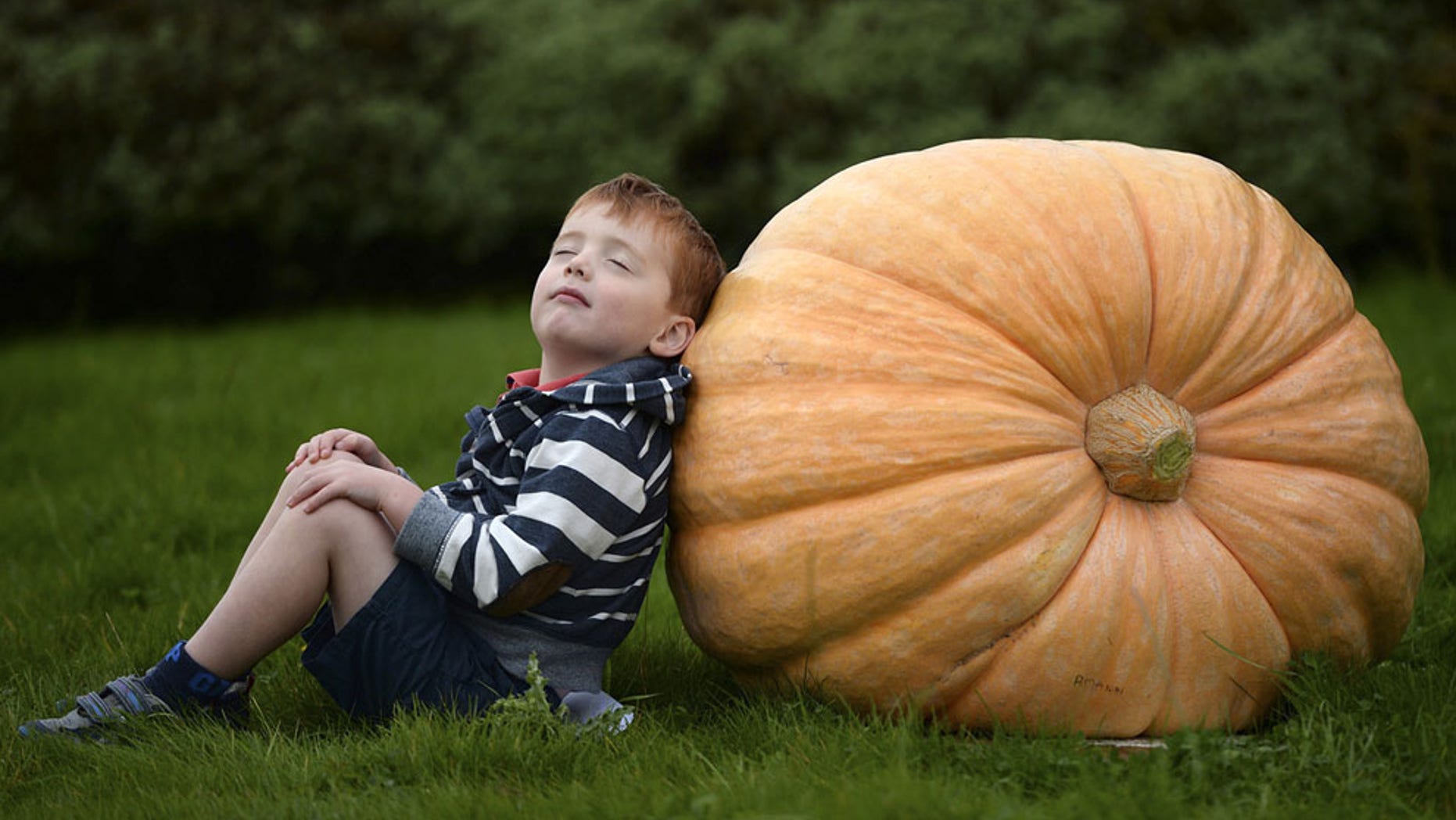 Pumpkin, pumpkin everywhere.