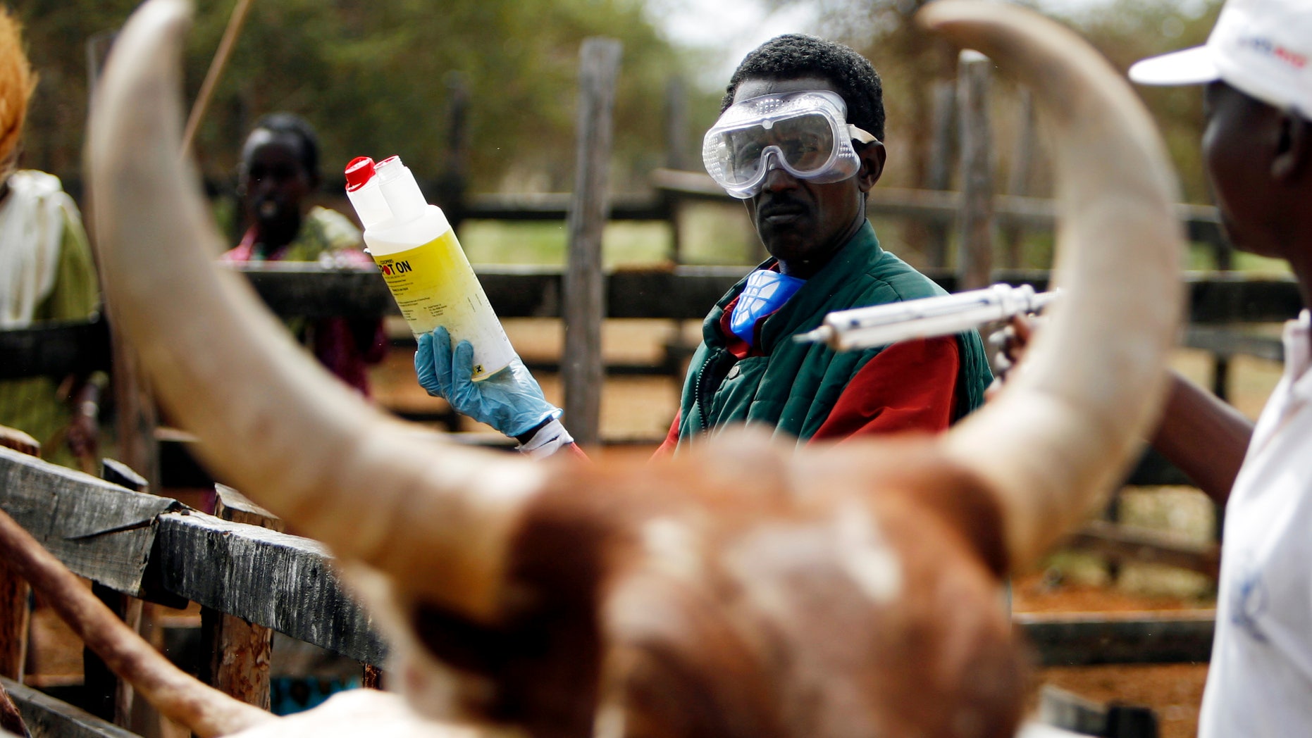 A veterinarian vaccinates cows against Rift Valley Fever in the vicinity of Garissa, 390 km (242 miles) north-east Nairobi, January 9, 2007. Rift Valley Fever, a highly contagious virus, has killed 74 people in Kenya and infected hundreds more after spreading from the northeastern region to the coast, the health ministry said on Tuesday.