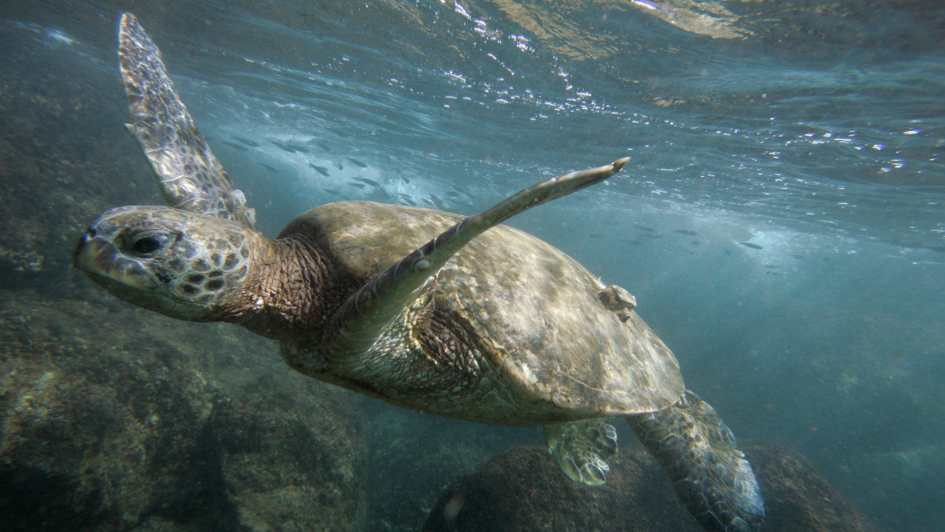 A green sea turtle is seen off the coast of Oahu, Hawaii.