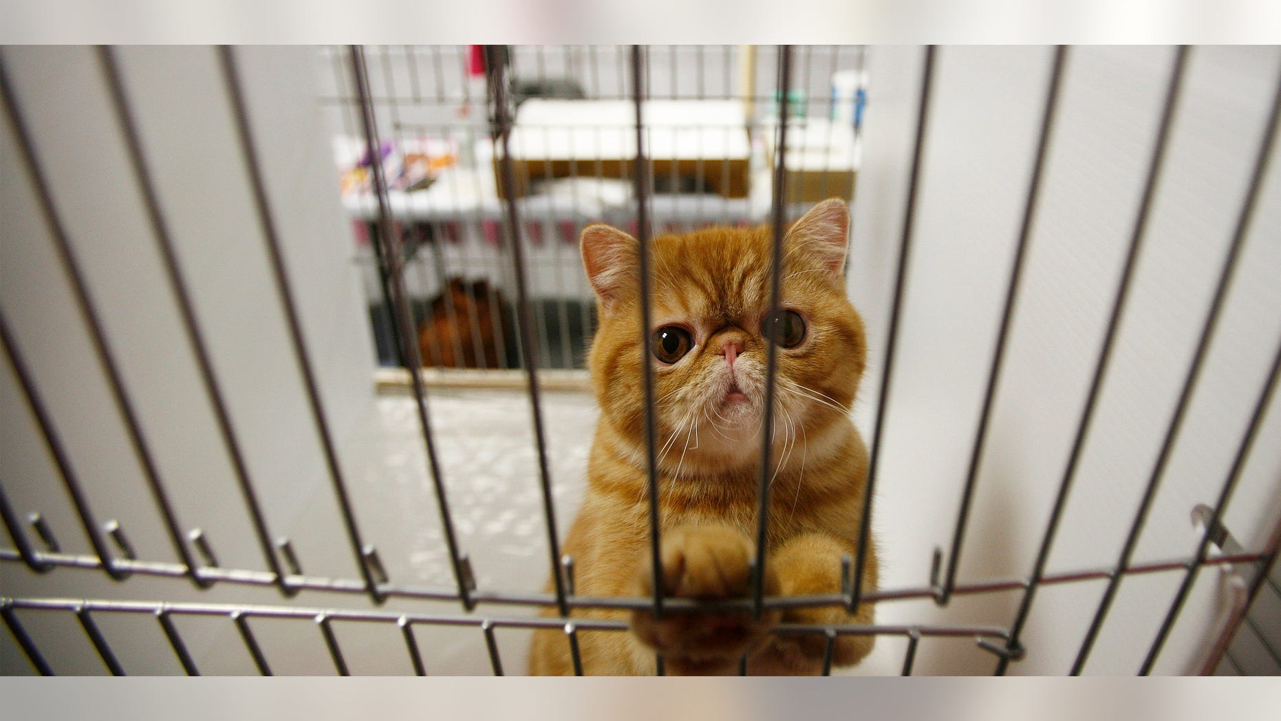 A Tabby cat awaits judging in a cage during the Cat Fanciers' Association - Iams cat championship show in New York October 13, 2007. REUTERS/Lucas Jackson (UNITED STATES) - RTR1UVTT