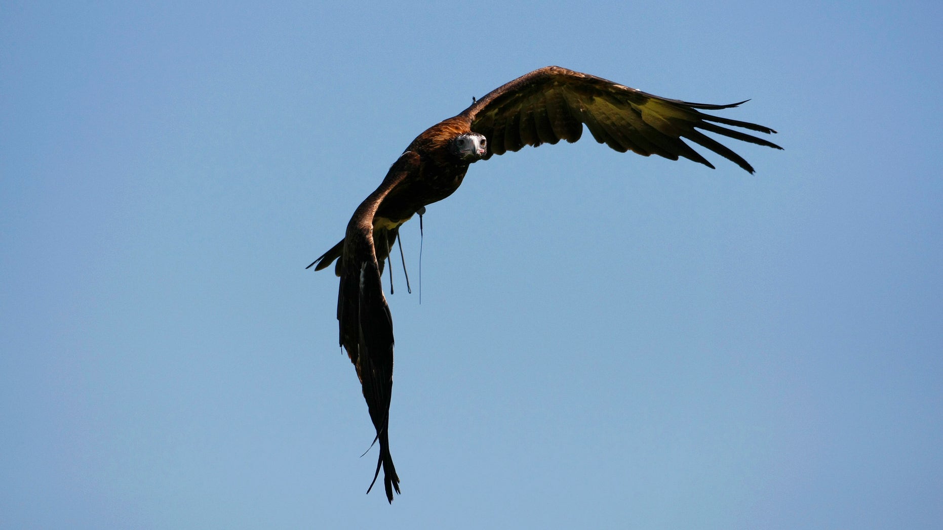 File photo: a wedge-tailed eagle from Sydney's Taronga Zoo, named Nonami, makes a training flight December 16, 2008.