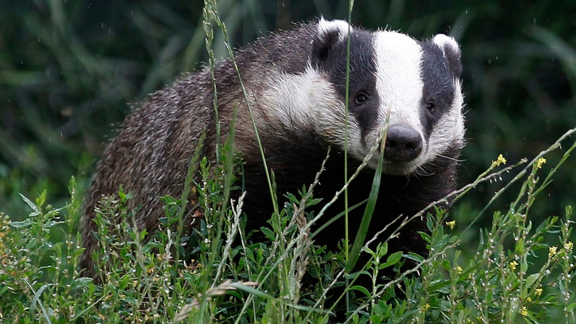 A badger in southern England.