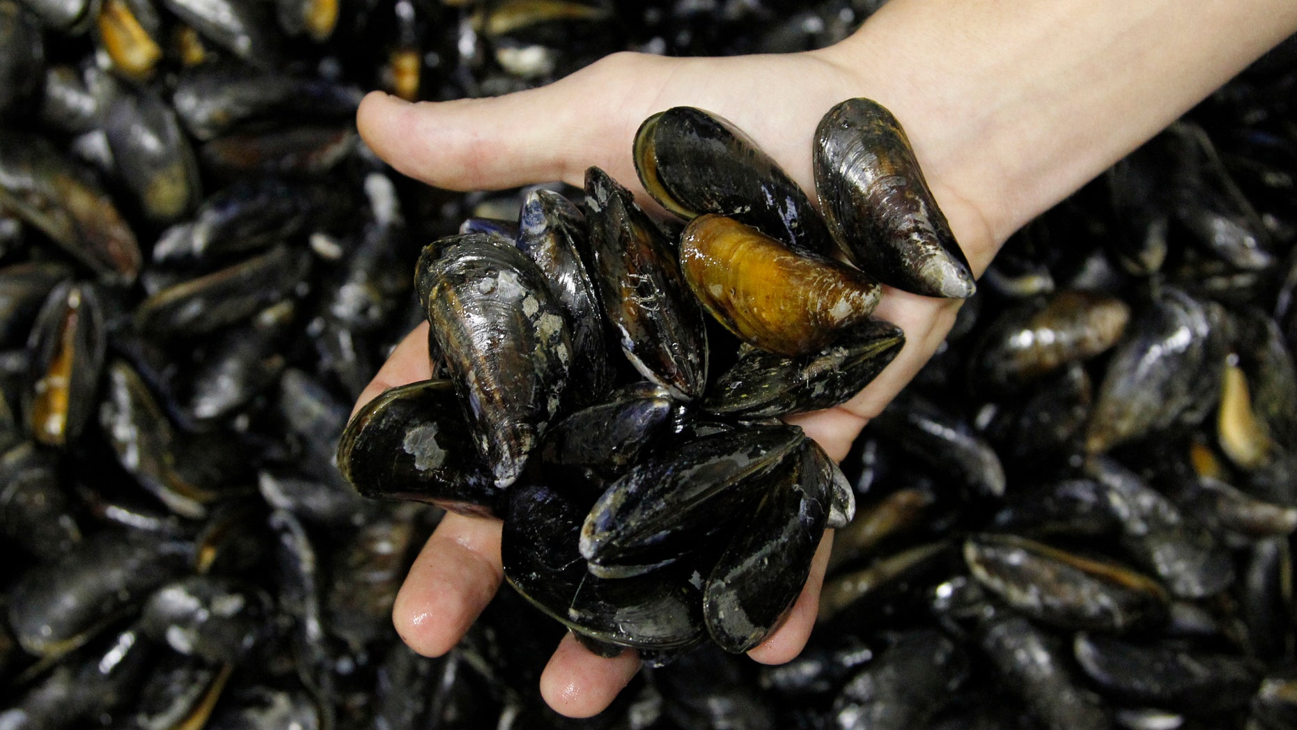 Belgian cook Alexandre Vanlancker holds a handful of mussels at the Chez Leon restaurant in central Brussels November 24, 2011. Mussels start as larva, until they are heavy enough to sink to the bottom of the sea, where they grow wiry threads -- known as beards -- that allow them to latch on to anything around, forming great clumps of dark and heavily encrusted shells. There in the deep, they feed heartily on plankton and grow plump. Marine mussels tend to live on exposed shores in intertidal waters and after two to three years are ready to be harvested. Zeeland, on the north coast of Belgium and the western Netherlands is a perfect place for the young molluscs to grow up and was long the source of most mussels in Belgium. Picture taken November 24, 2011. To match FOOD-BELGIUM/MUSSELS REUTERS/Francois Lenoir (BELGIUM - Tags: FOOD) - RTR2ULZH