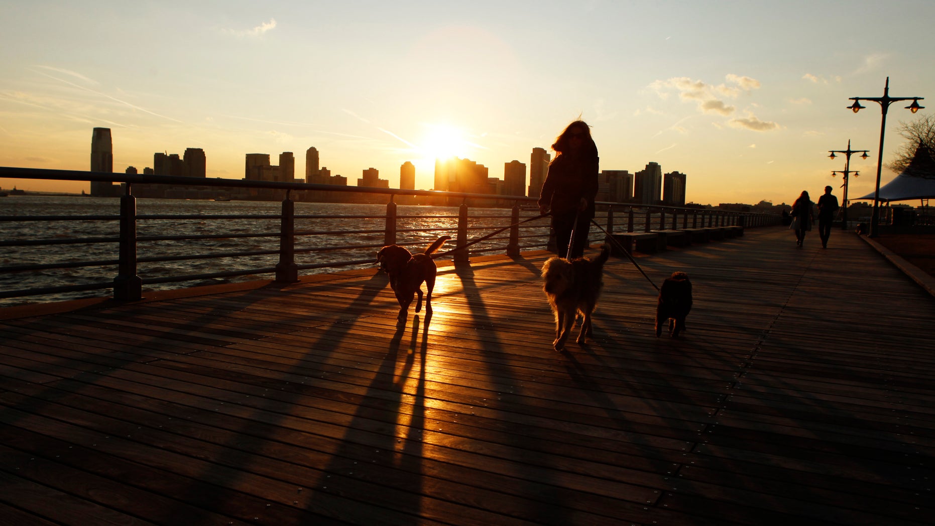 A woman walks three dogs along the West Side Highway as the sun sets behind them after an unseasonably warm winter day in New York, February 1, 2012. REUTERS/Lucas Jackson (UNITED STATES - Tags: ENVIRONMENT ANIMALS SOCIETY) - RTR2X6NH