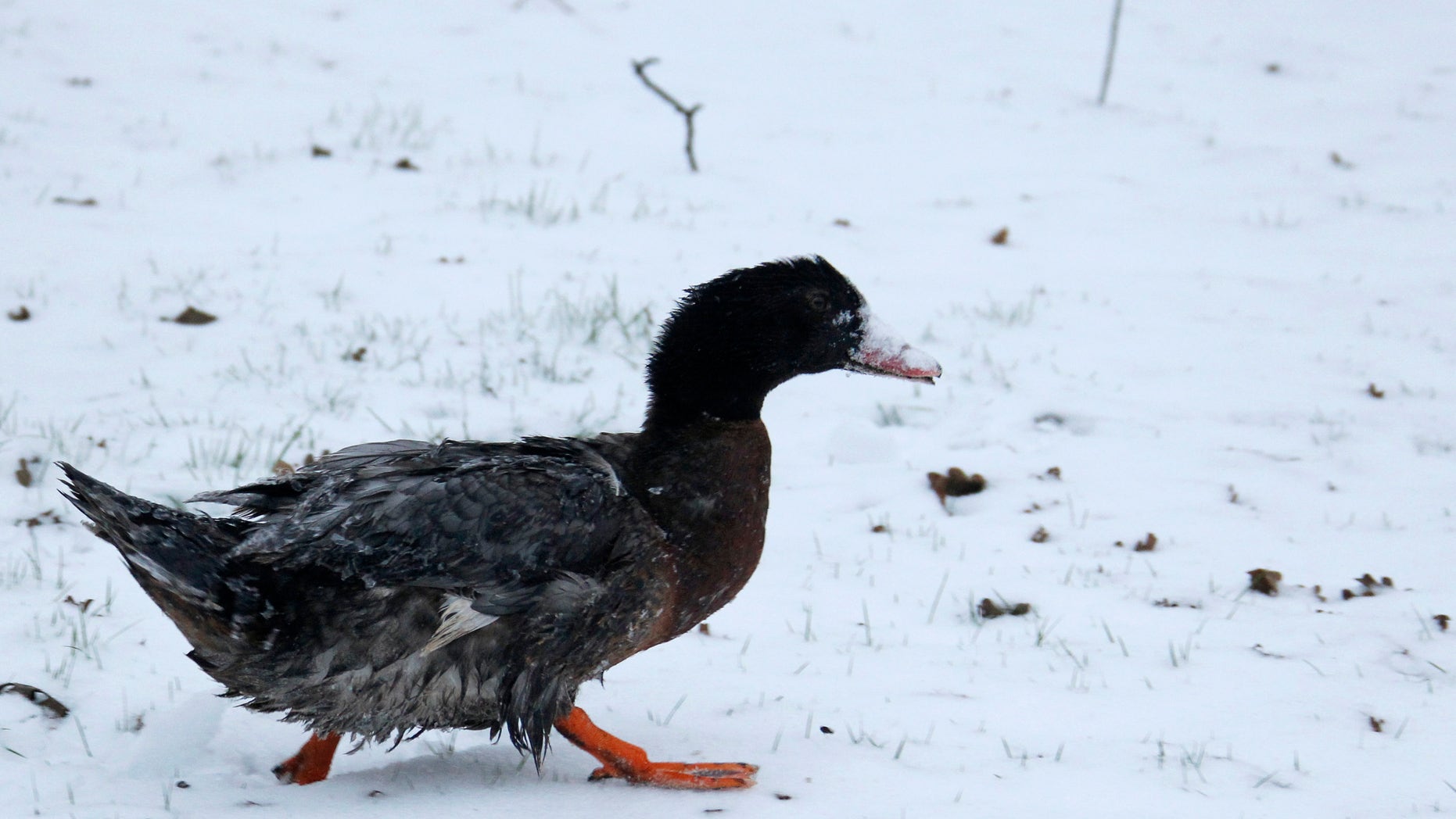 A duck walks in freshly-fallen snow in Vertou as sub-freezing winter temperatures continue in Europe, February 5, 2012. REUTERS/Stephane Mahe (FRANCE - Tags: ENVIRONMENT ANIMALS) - RTR2XCEG