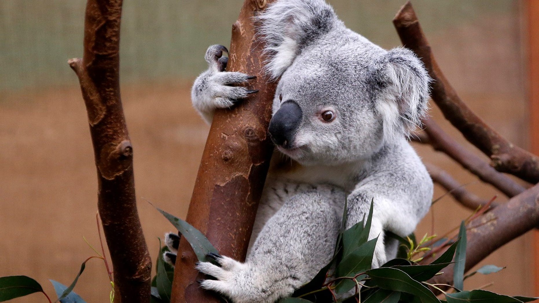 Коала ареал
