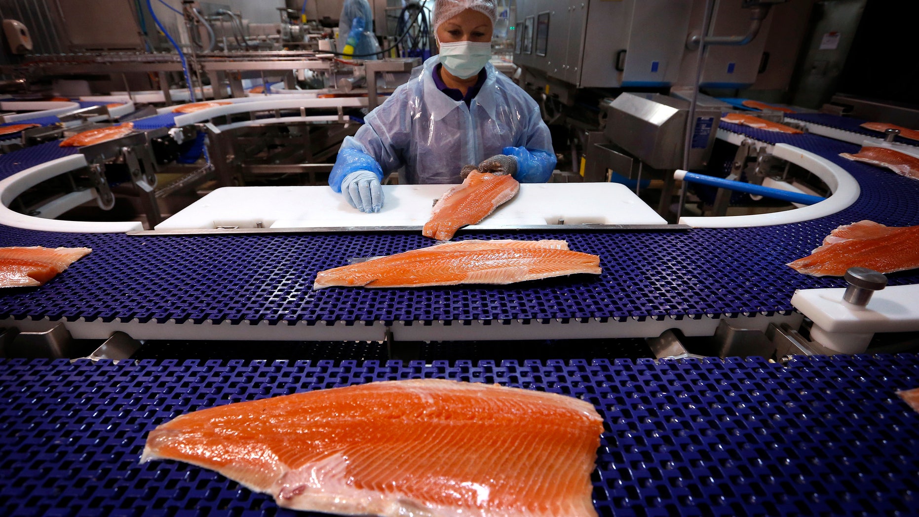 The FDA for the first time has approved the sale of genetically modified salmon. In this photo, a worker inspects a Tasmanian salmon fillet at the processing plant in Australia.