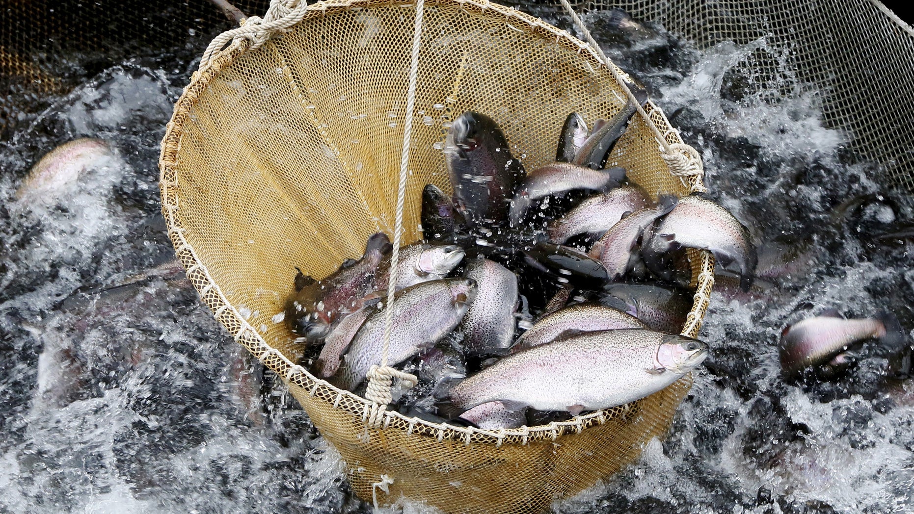 Employees lift rainbow trout as they work at the "Sayanskaya Forel" (Sayan Trout) private fish farm, located on the Yenisei River, near the village of Maina, Khakassia region, March 19, 2015. The Sayano-Shushensakaya hydro-electric power station located upstream affects the water, which doesn't freeze in winter and remains fresh, pure and cold in summer, and provides perfect conditions for the cultivation of the Rainbow trout at this site. Employees of the farm annually raise some 200 tons of fish, which is bought by individual customers and companies from Siberian regions. Picture taken March 19, 2015. REUTERS/Ilya Naymushin - RTR4U4PZ