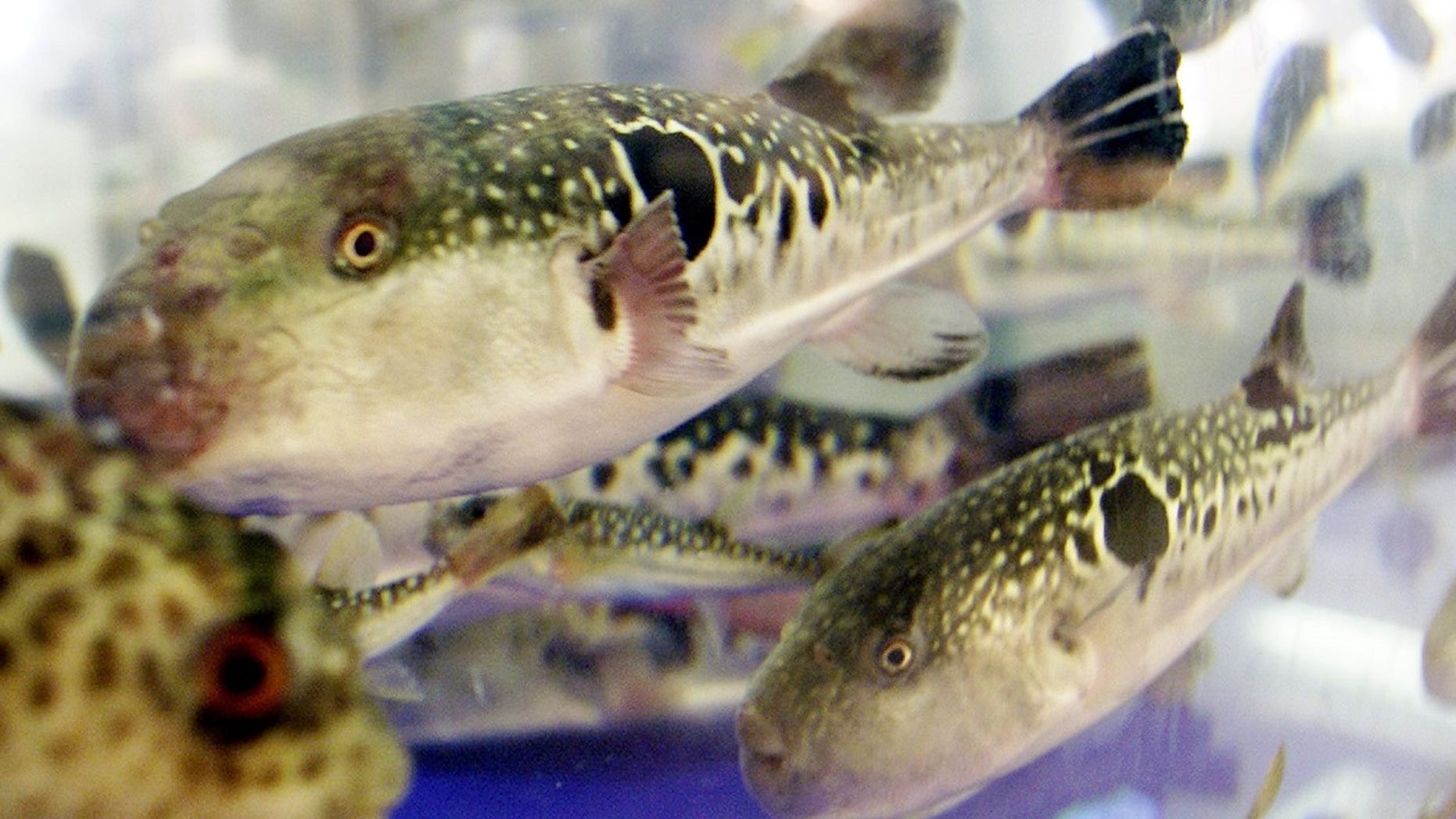 The deadly parts of a Blowfish, called fugu in Japanese, were accidentally sold in a supermarket in Japan.