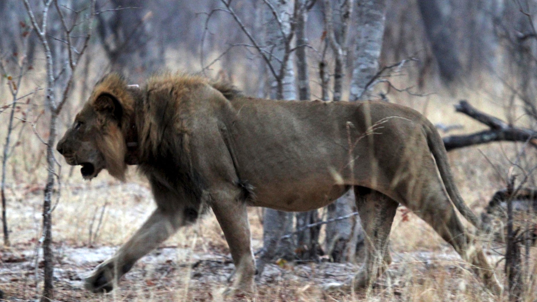 A lion in its enclosure. (Reuters)