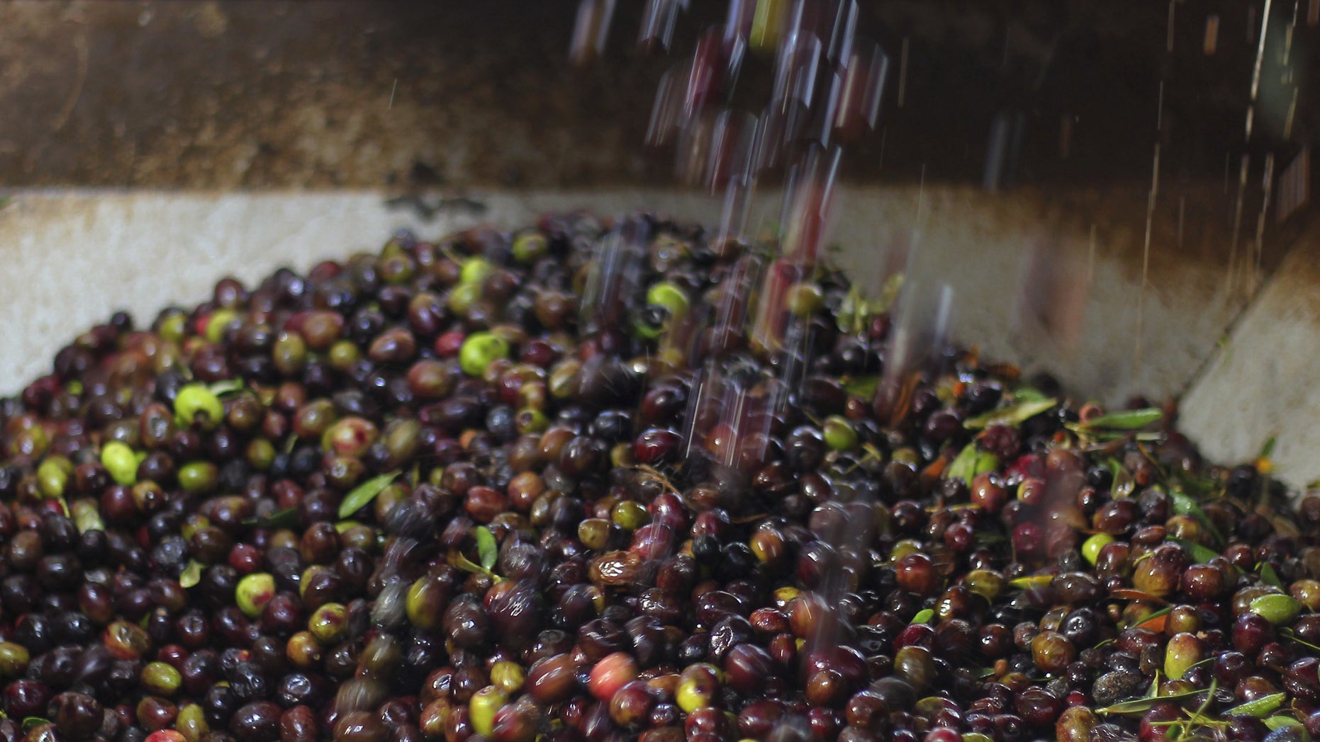 Olives are poured into a grinding machine before they are pressed to be made into oil.