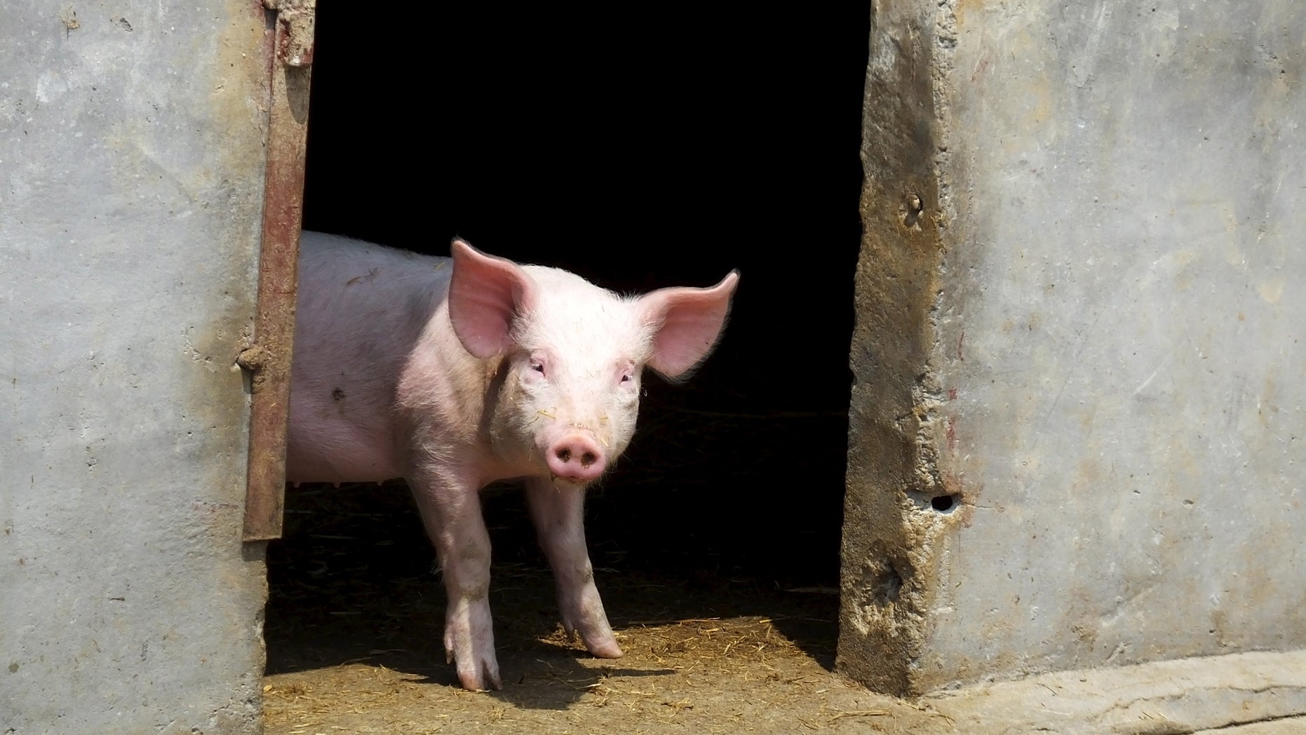 A pig stands in a doorway. (Reuters)