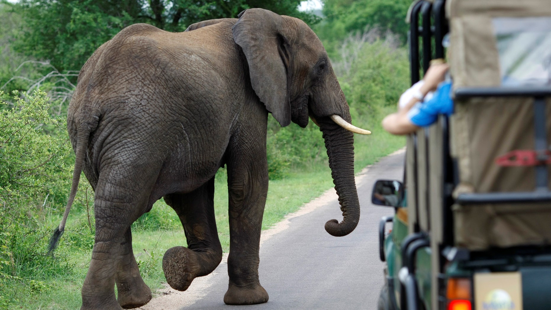 A bull elephant walks past a car filled with tourists in South Africa's Kruger National Park, December 10, 2009.
