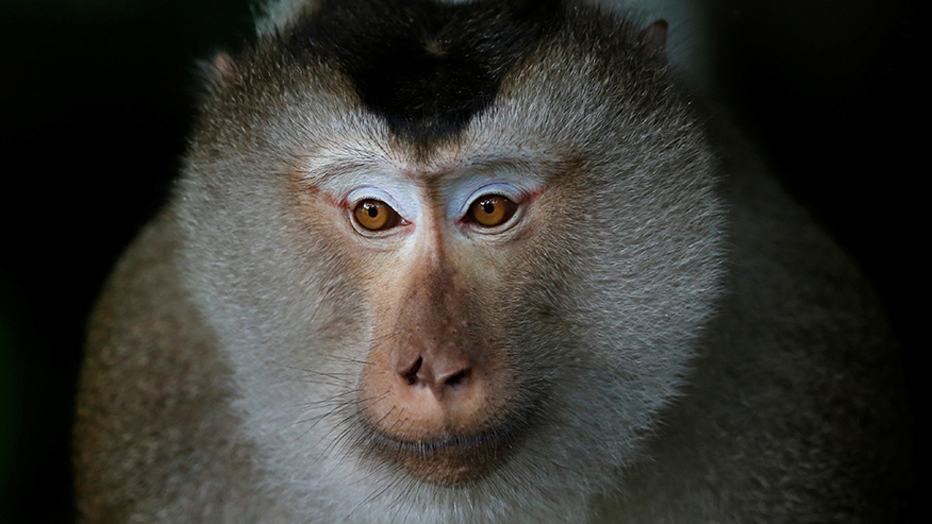 A macaque in Khao Yai national park in Thailand.