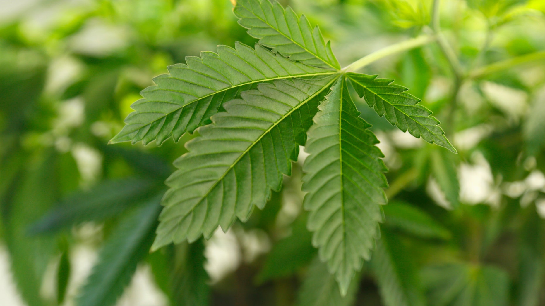A thriving marijuana plant is seen at a grow operation in Denver, Colorado December 31, 2013. REUTERS/Rick Wilking/File Photo - RTSJ4EC