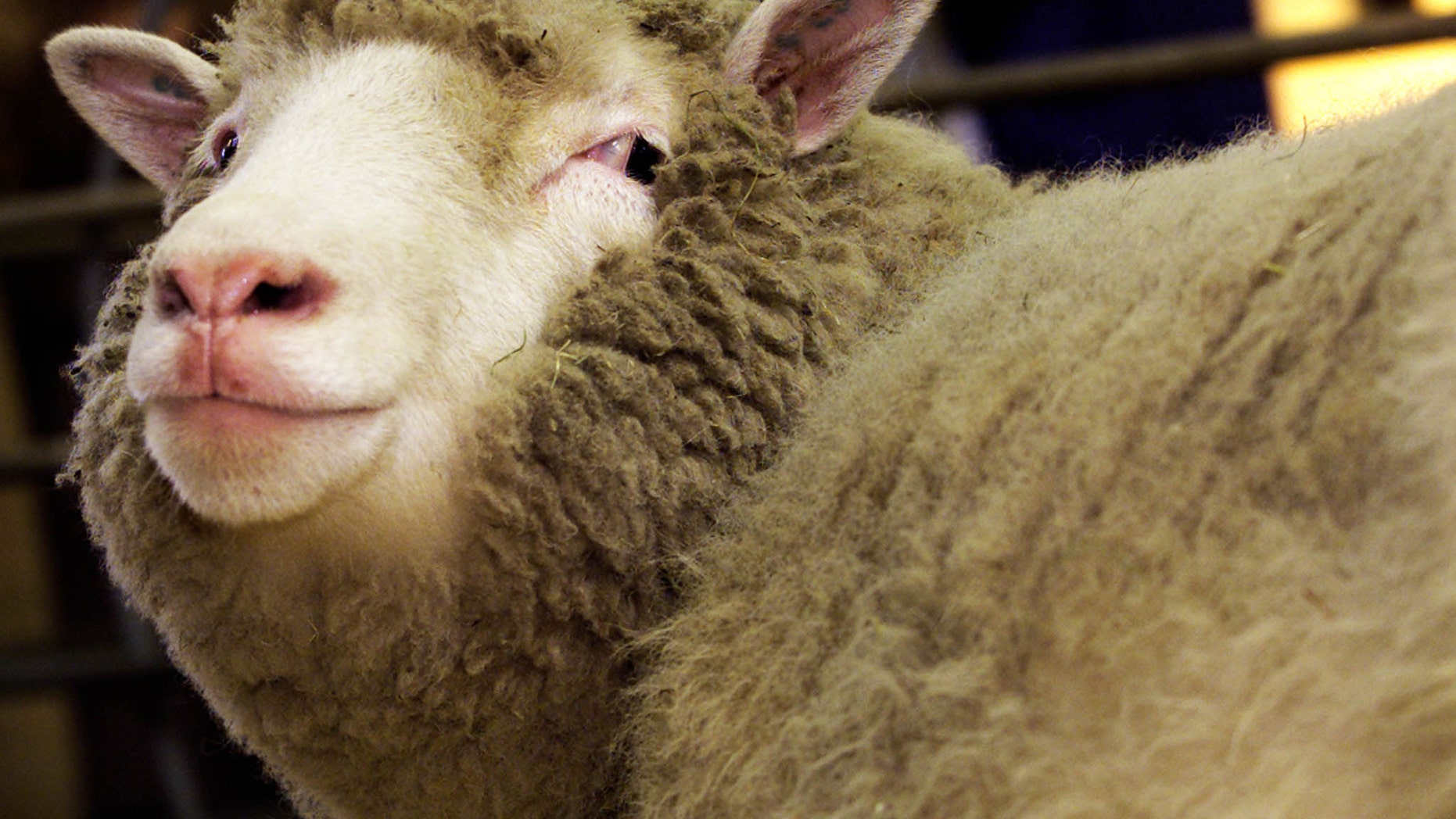 The world's first clone of an adult animal, Dolly the sheep, bleats during a photocall at the Roslin Institute in Edinburgh, Scotland January 4, 2002.