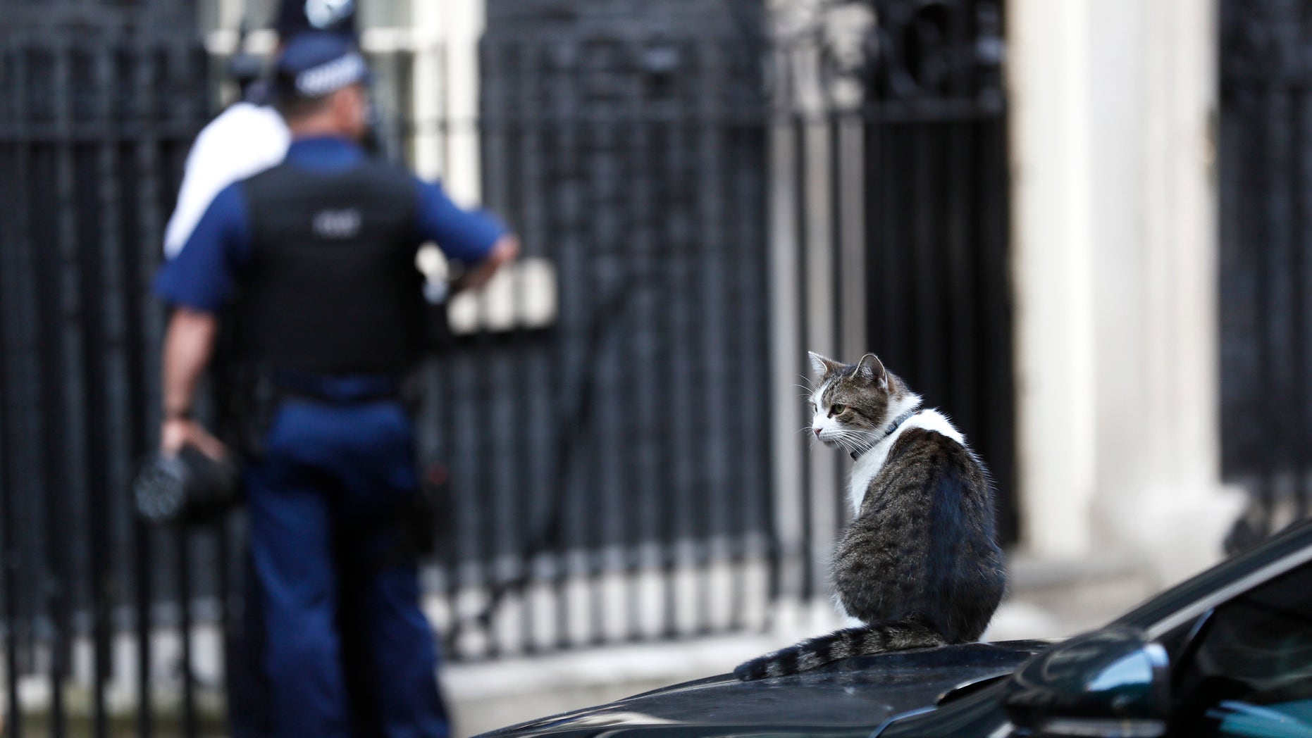 Larry, resident cat of 10 Downing Street sits on one of the cars used by Britain's Prime Minister Theresa May in Downing Street in central London, Britain September 22, 2016. (REUTERS/Stefan Wermuth)
