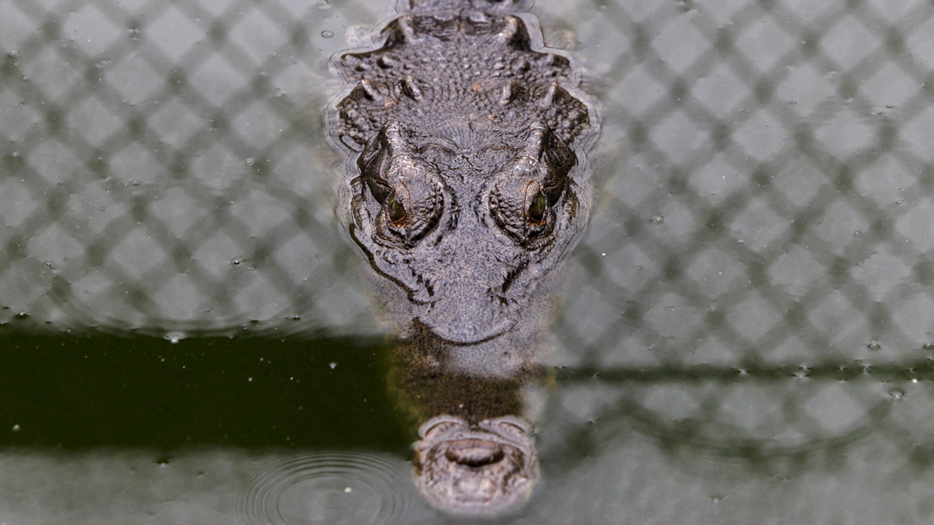 The tourist was said to be fighting for his life after the crocodile attack.