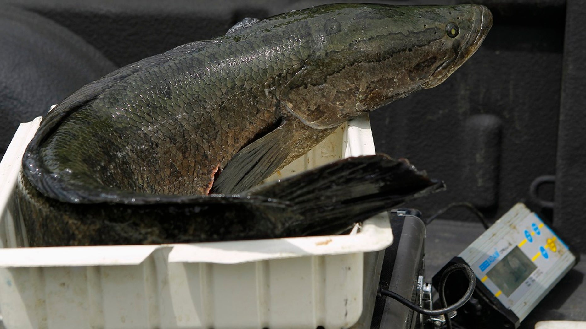 A large northern snakehead fish is weighed on shore by Virginia Department of Game and Inland Fisheries biologists at Pohick Bay, Virginia.