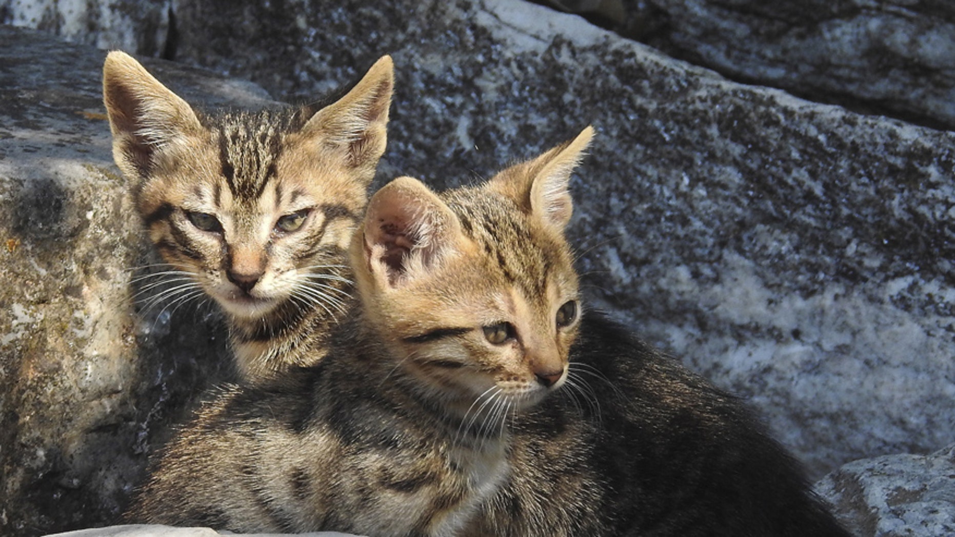 Two kittens lie in the ruins of the ancient Agora in Athens June 20, 2015. REUTERS/Paul Hanna
- RTX1HE9V