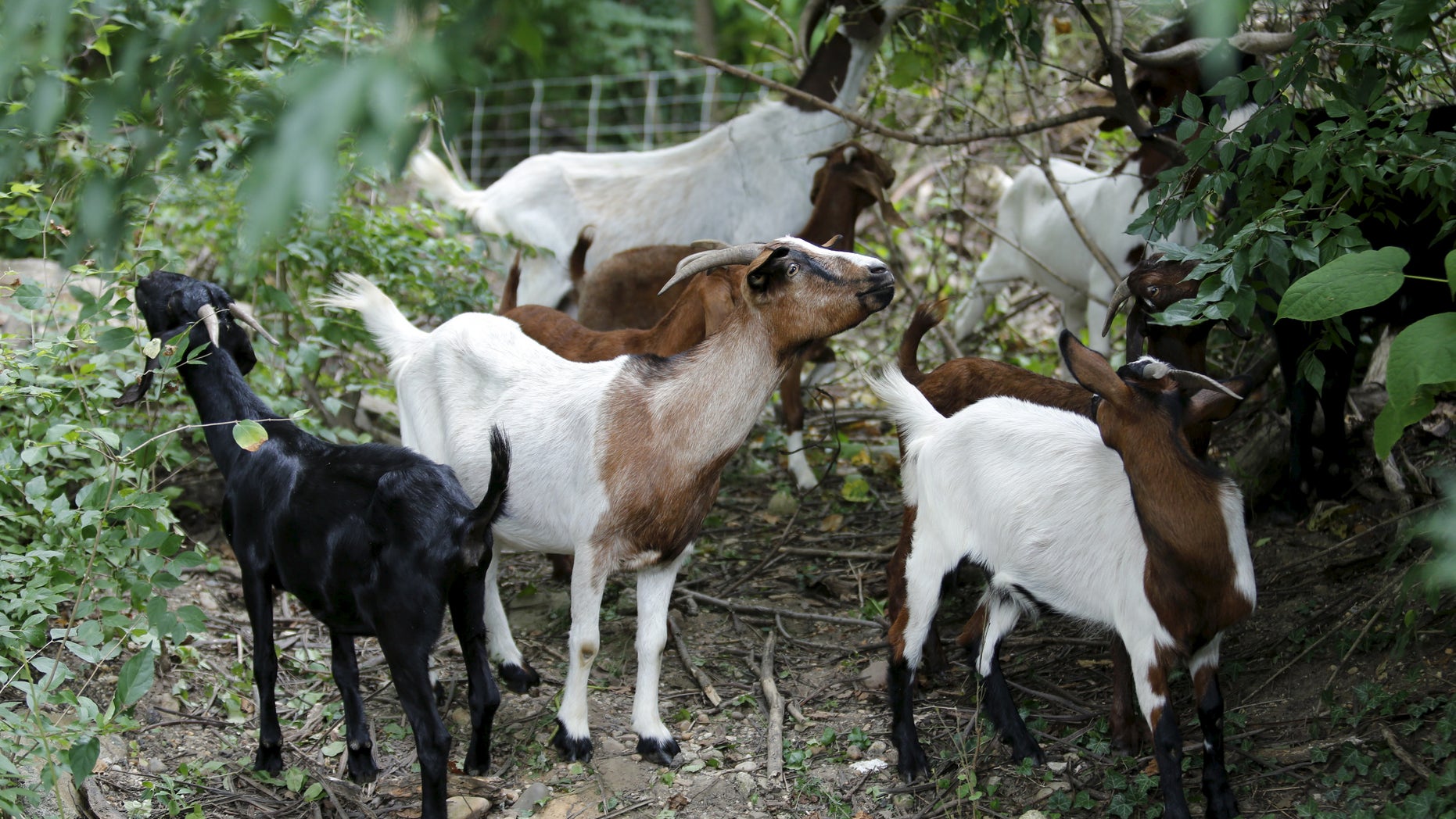 Goats grazing. (Reuters)