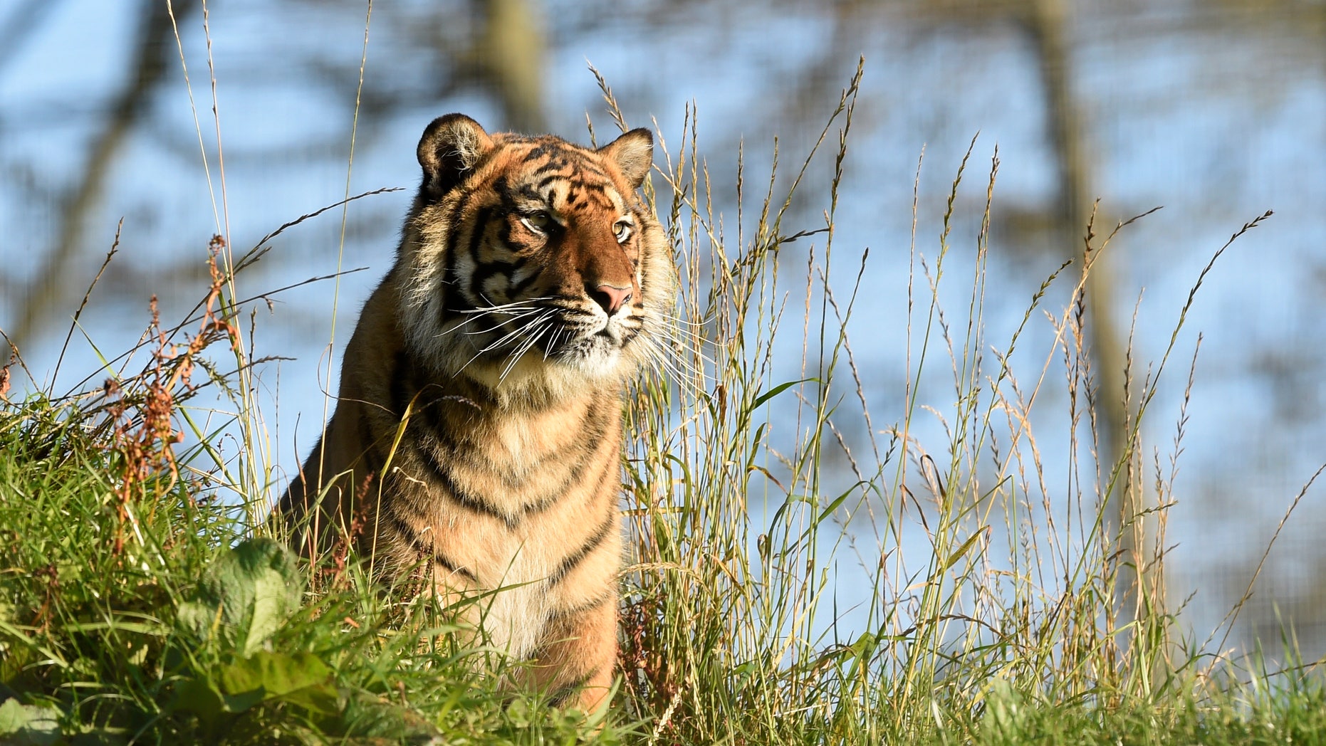 Tiger in a wildlife park. (Reuters)