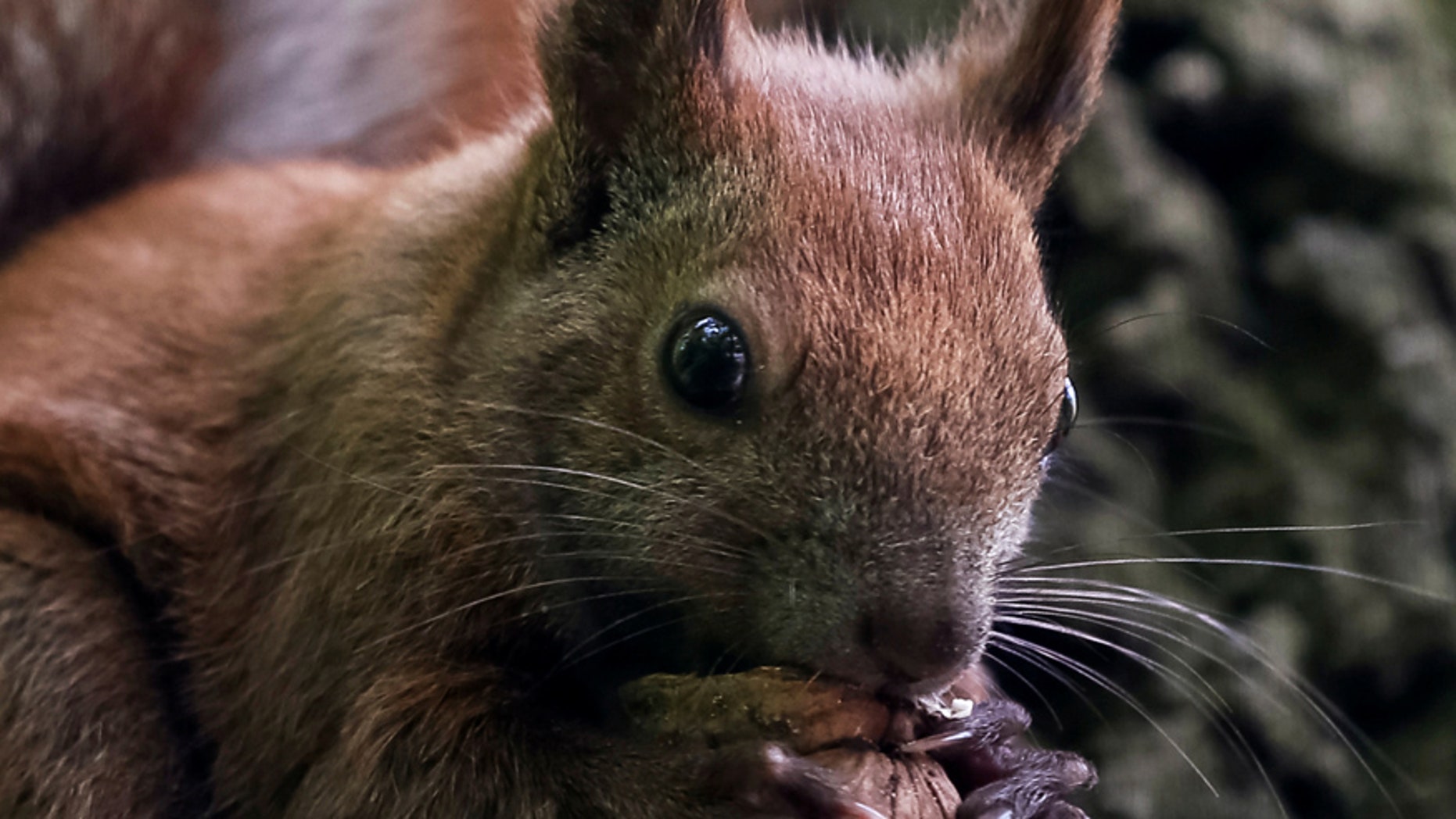 A squirrel eats a nut in the park.