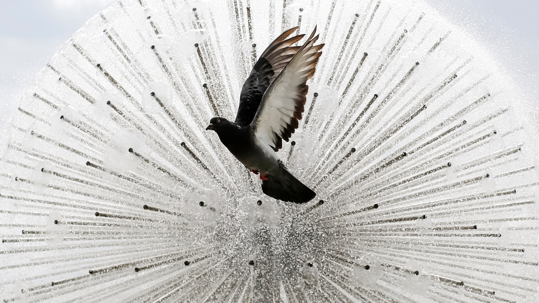 A pigeon flies in front a a fountain during a sunny day in central Kiev, Ukraine, July 8, 2016. (REUTERS/Gleb Garanich)