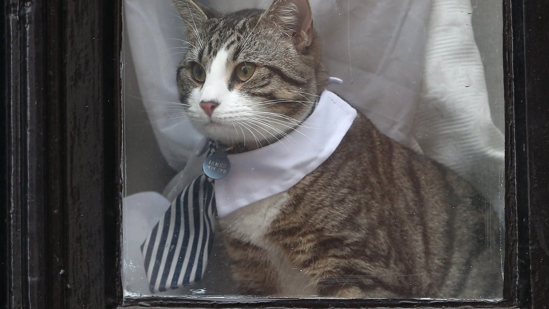 Assange's cat dressed to impress for owner's grilling | Fox News
