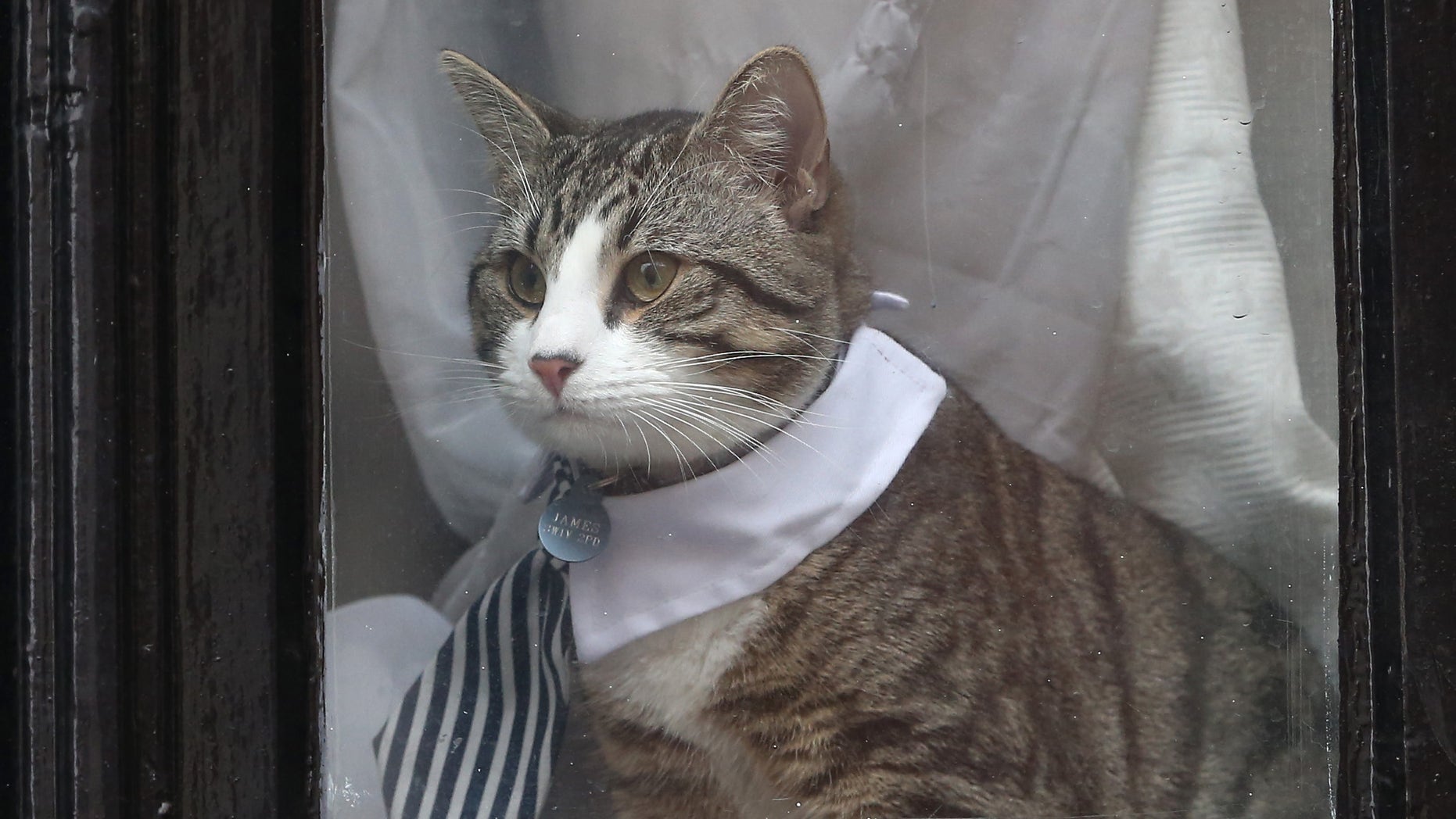 Julian Assange's cat sits in the window of Ecuador's embassy in London on Tuesday.
