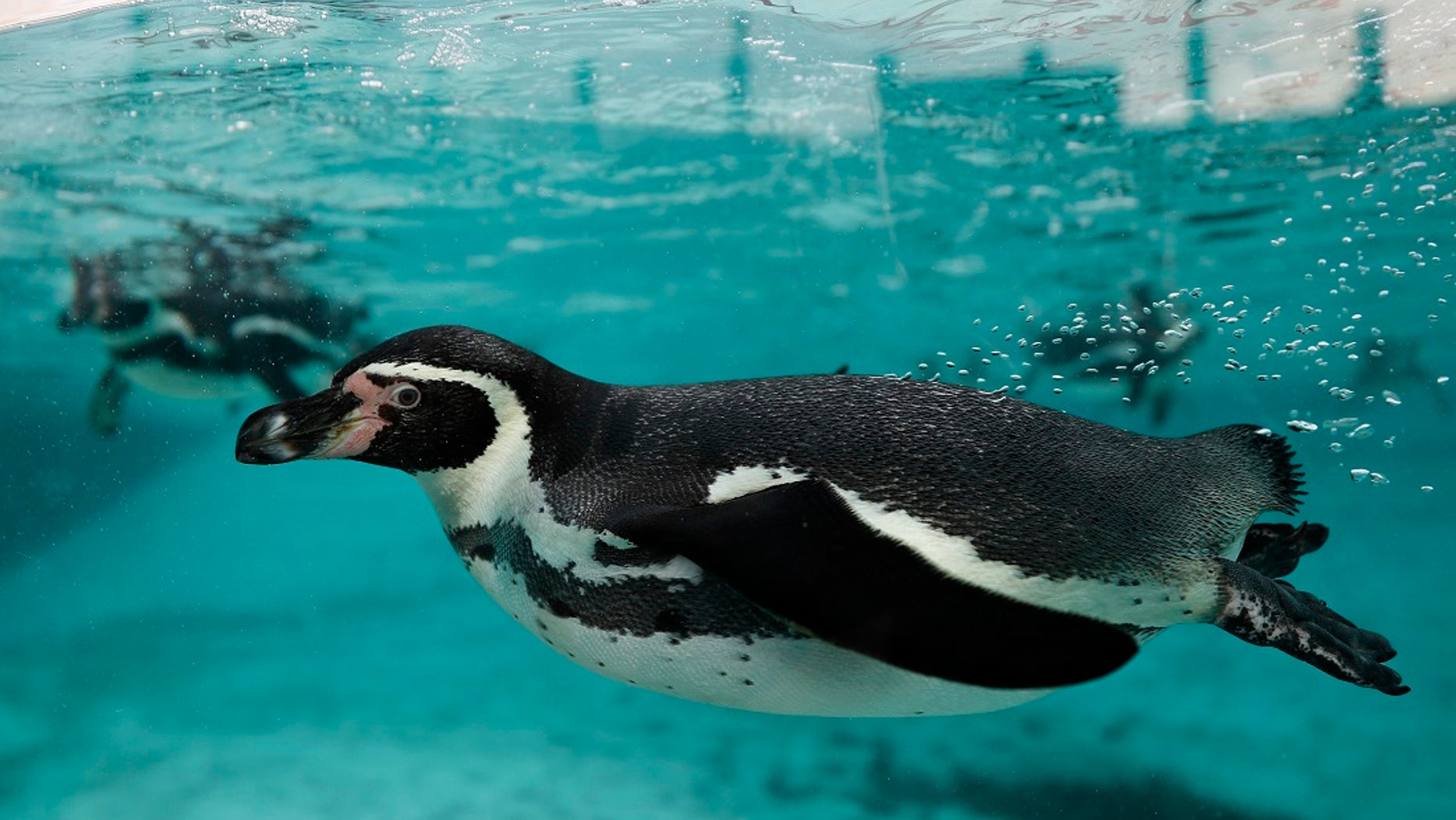 Humboldt penguins swim in an enclosure.