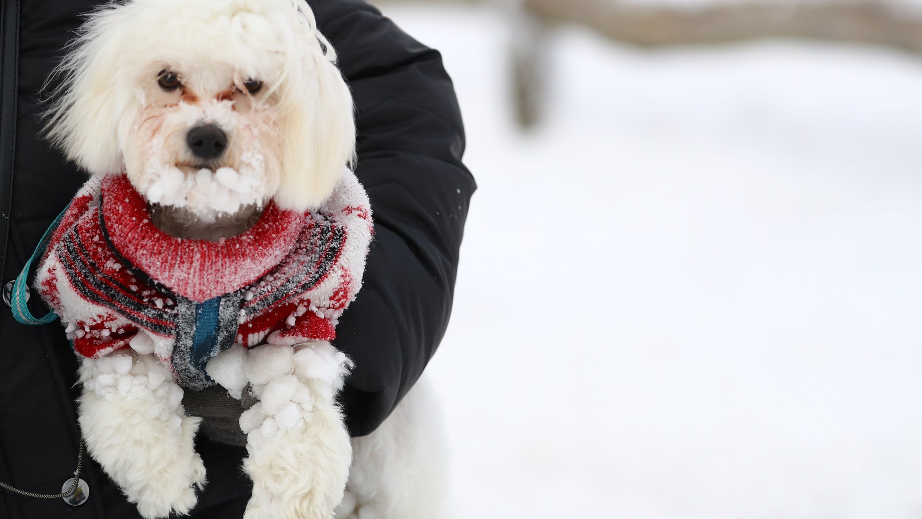 A dog is covered with snow at Feldberg mountain near Frankfurt, Germany, January 5, 2017. (REUTERS/Kai Pfaffenbach)