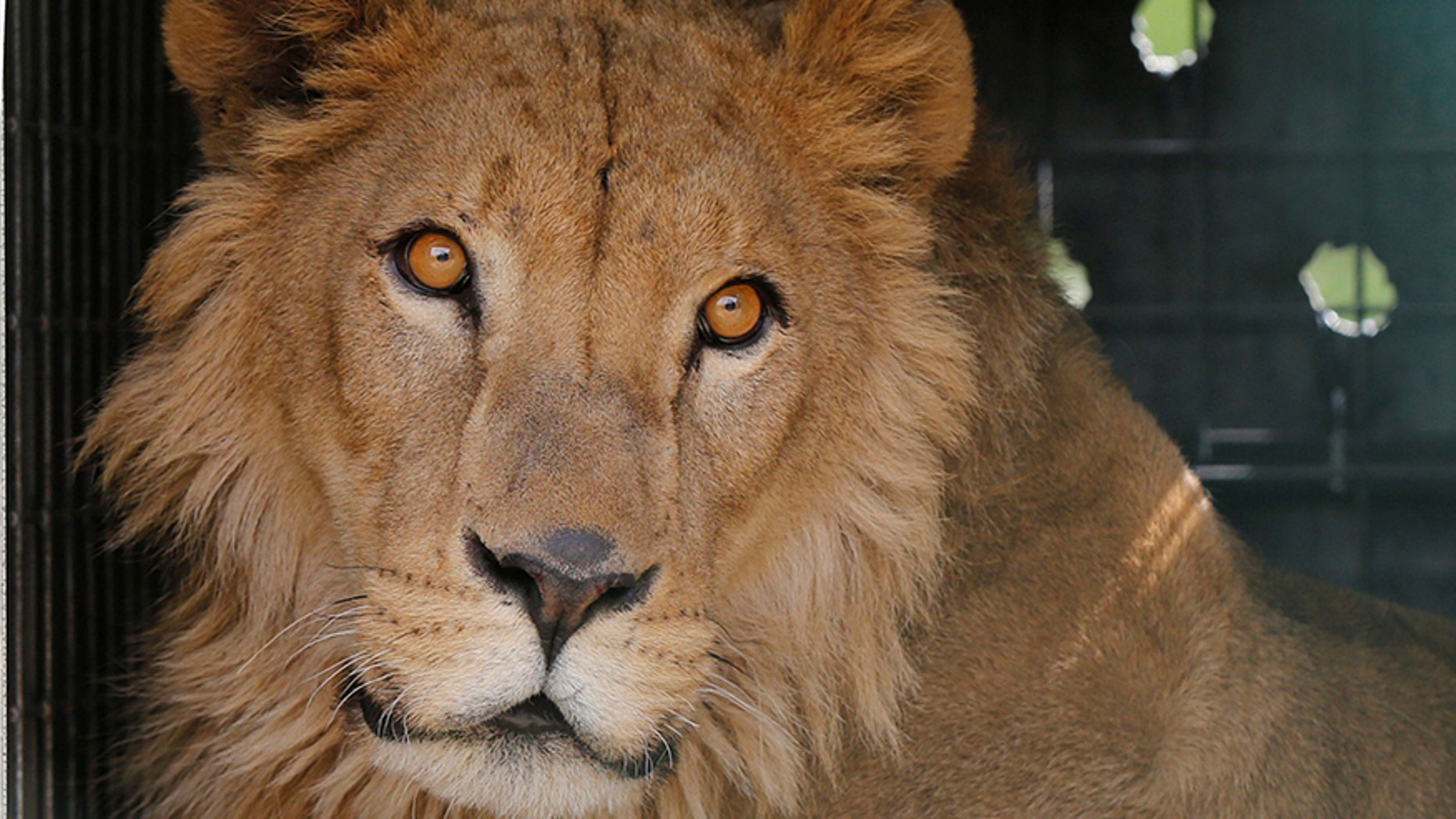 Simba the lion, one of two surviving animals in Mosul's zoo, along with Lola the bear, is seen at an enclosure in the shelter after arriving to an animal rehabilitation shelter in Jordan, April 11, 2017. Picture taken April 11, 2017. REUTERS/Muhammad Hamed - RTX358LP