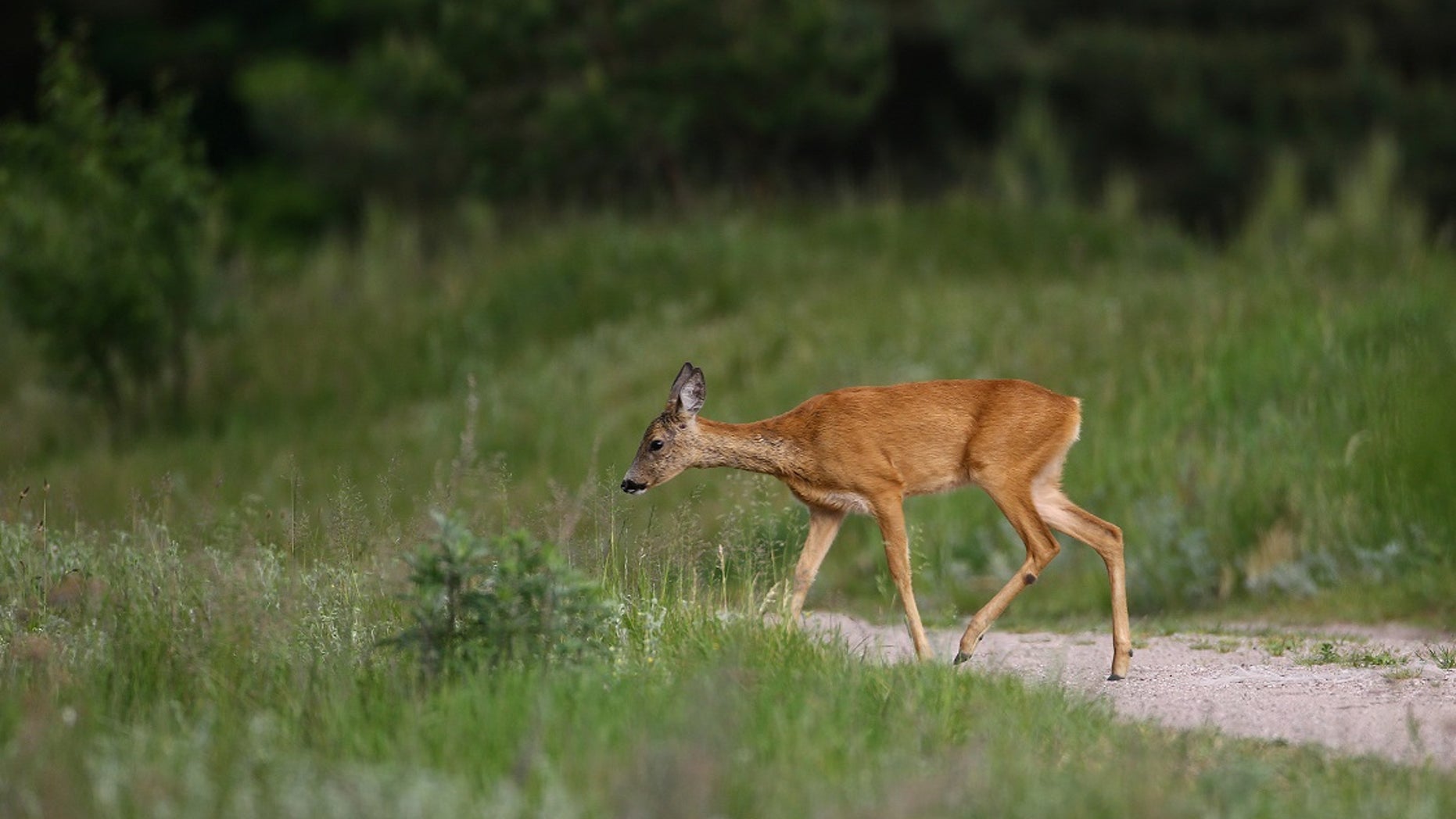 An Oregon church might have to cease holding weddings and Bible studies because it sits on a deer range.