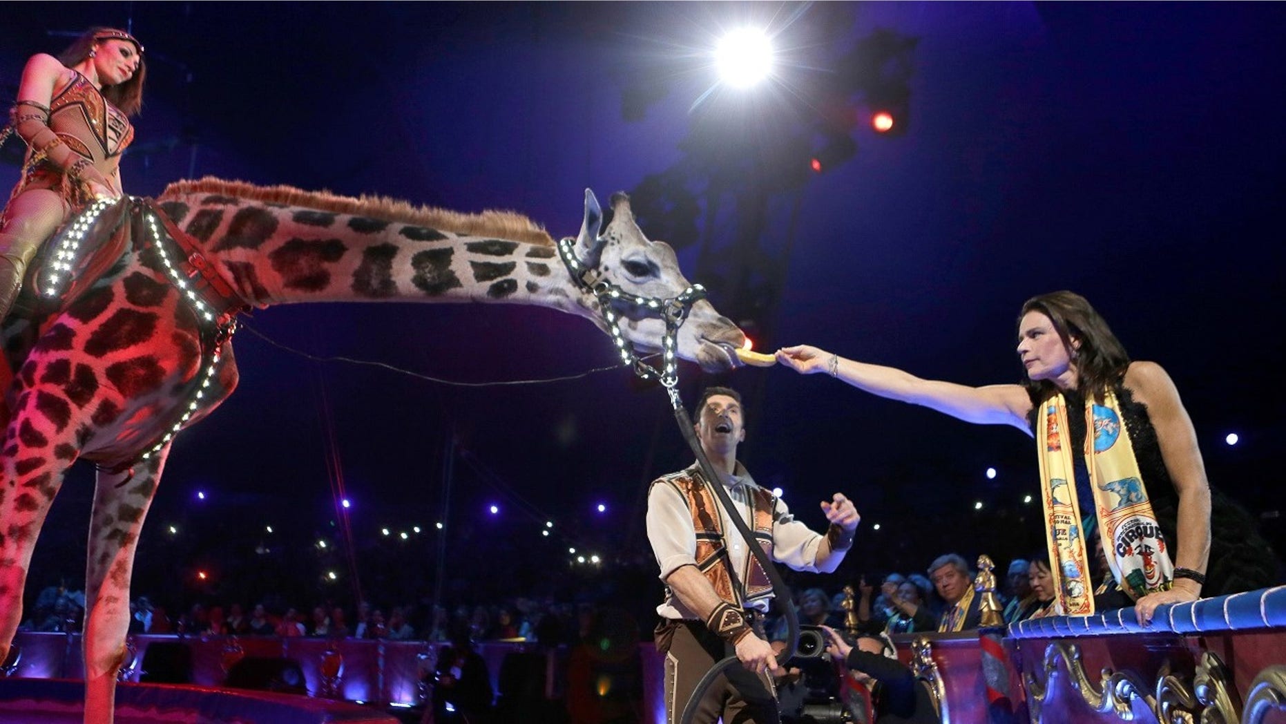 Princess Stephanie of Monaco (R) gives a banana to a giraffe as Merrylu Richter and Jozsef Richter perform during the Gala evening of the 42th Monte-Carlo International Circus Festival in Monaco.