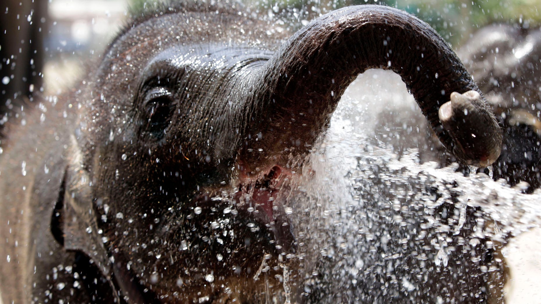File photo: A baby elephant plays with water at Ayutthaya Elephant Palace and Royal Kraal, 80 km (50 miles) north of Bangkok, April 21, 2009. (REUTERS/Sukree Sukplang)